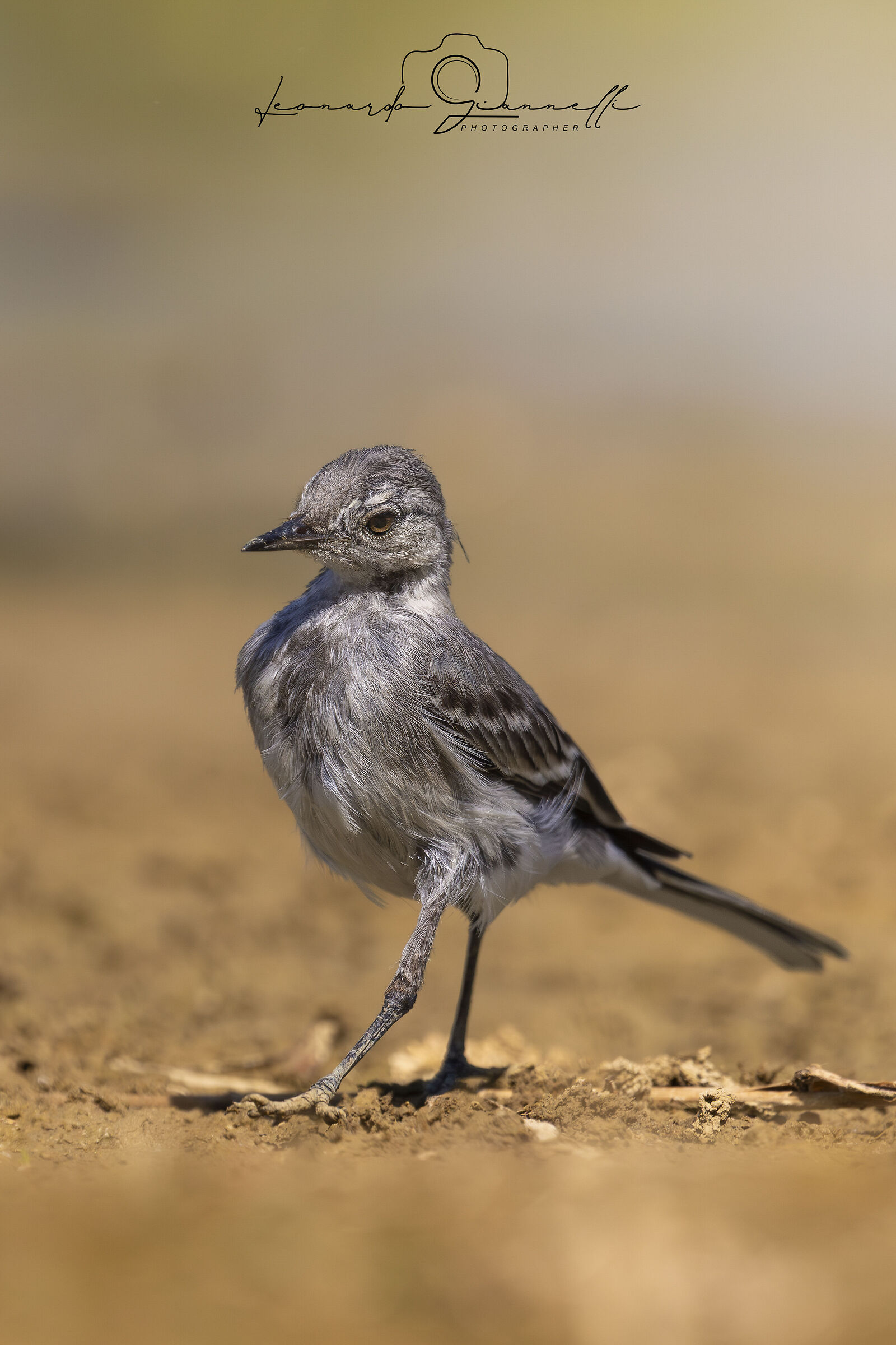 White Wagtail (Motacilla alba)