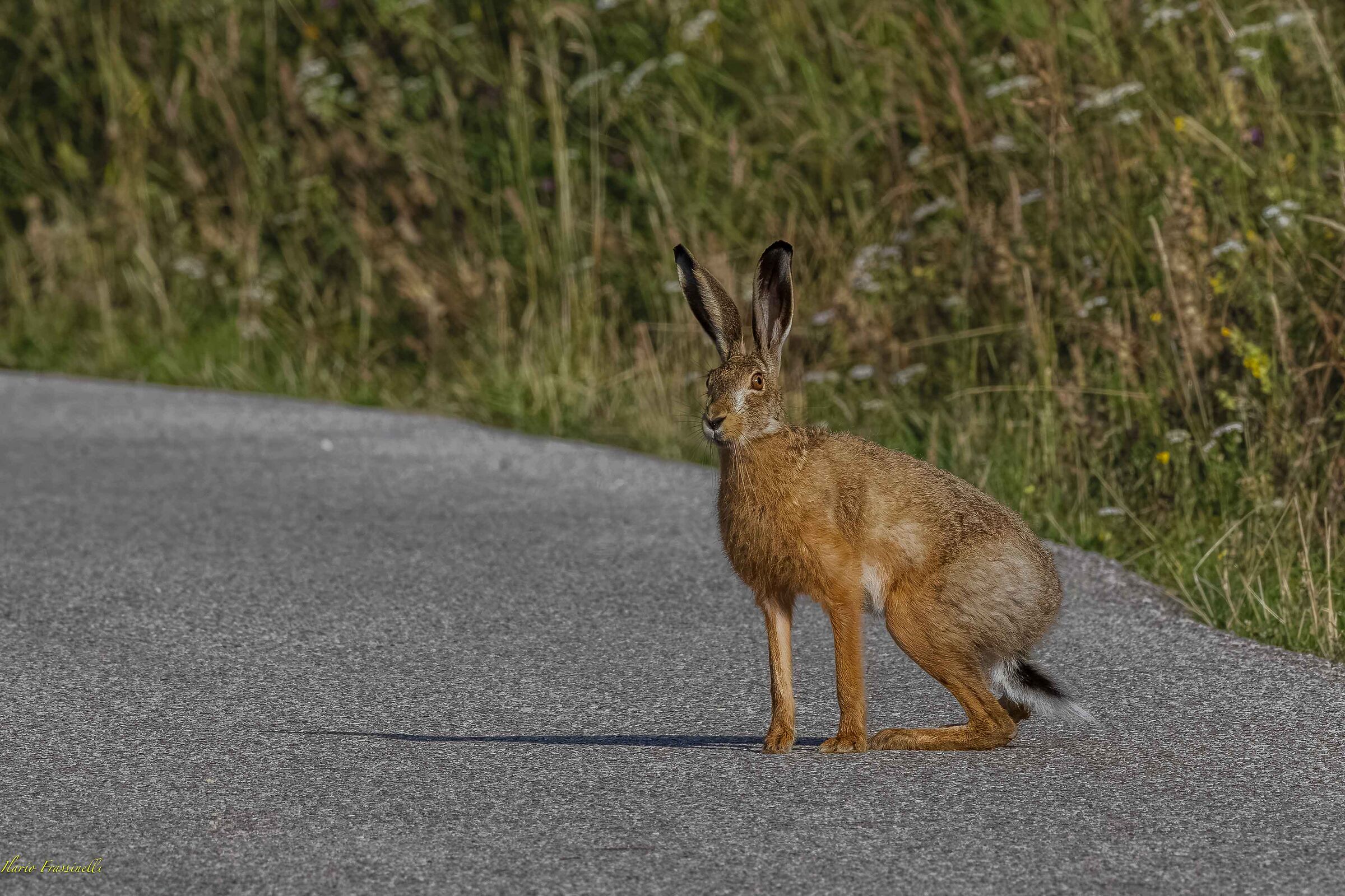 Roadblock