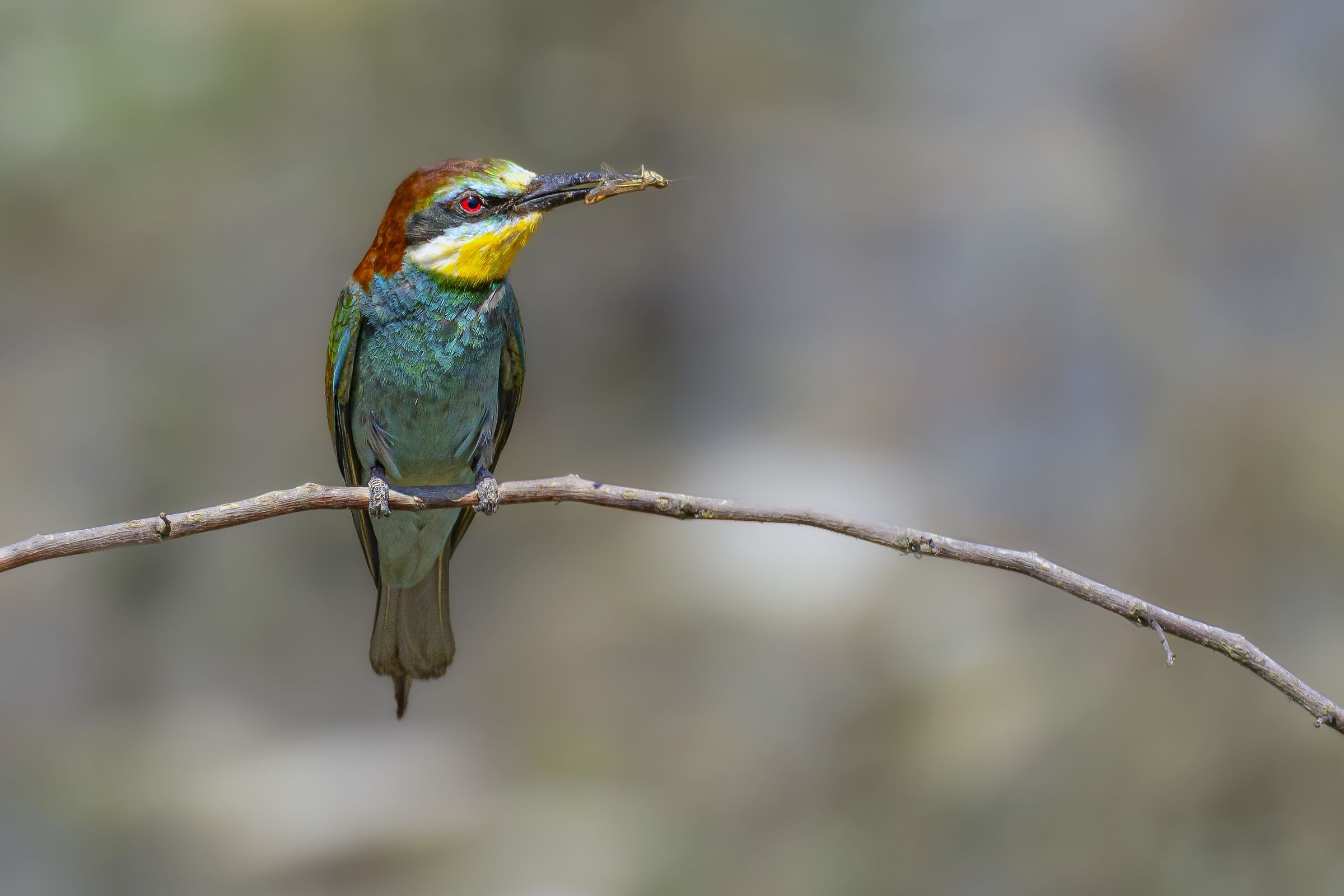 Bee-eaters on the "Serio", the river...
