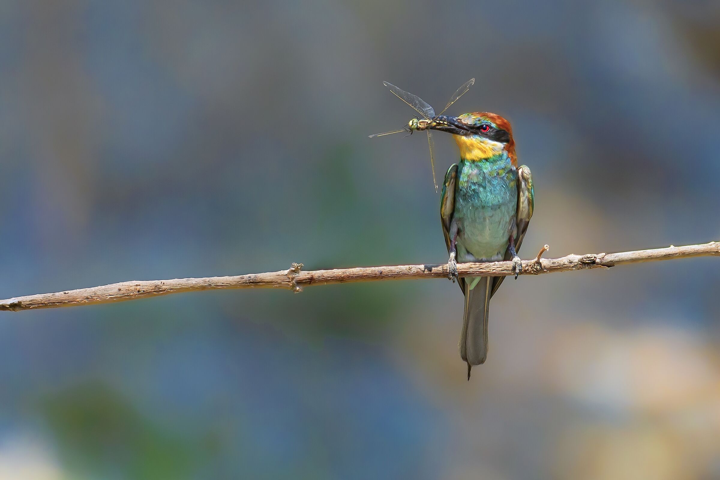 Bee-eater with prey on the "Serio"...