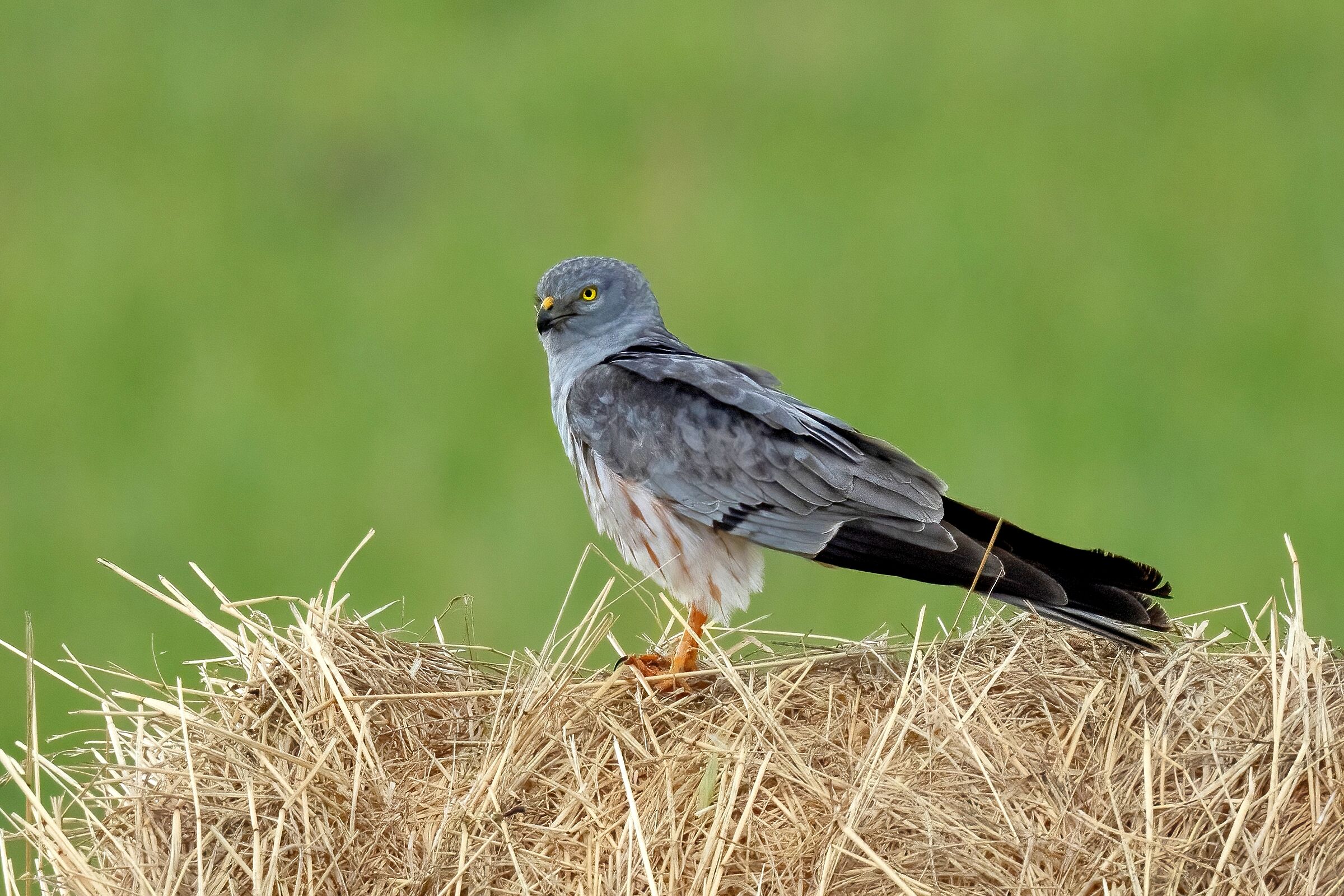 Montagu's Harrier (Circus pygargus) -male