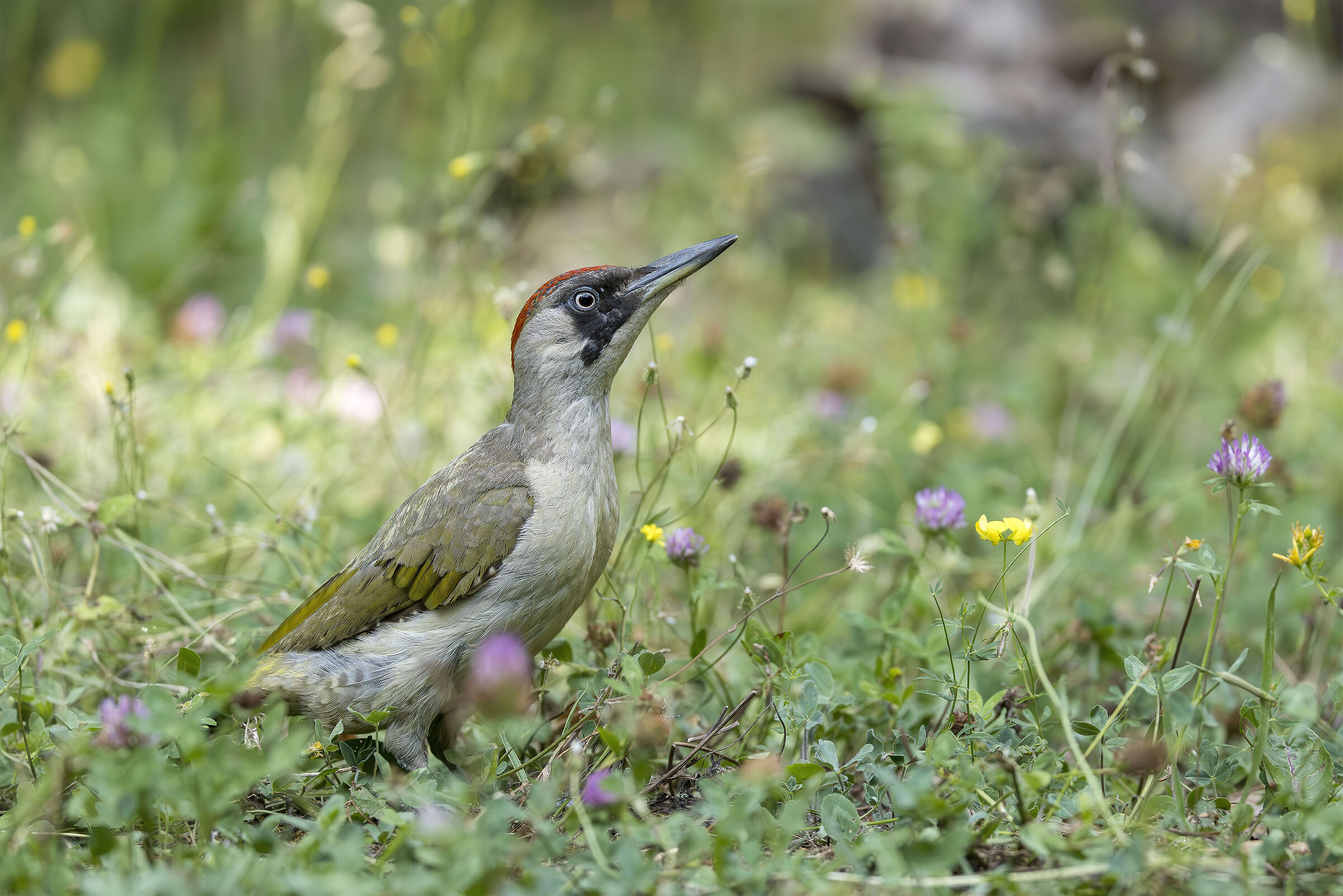 Green Woodpecker Shed Picus