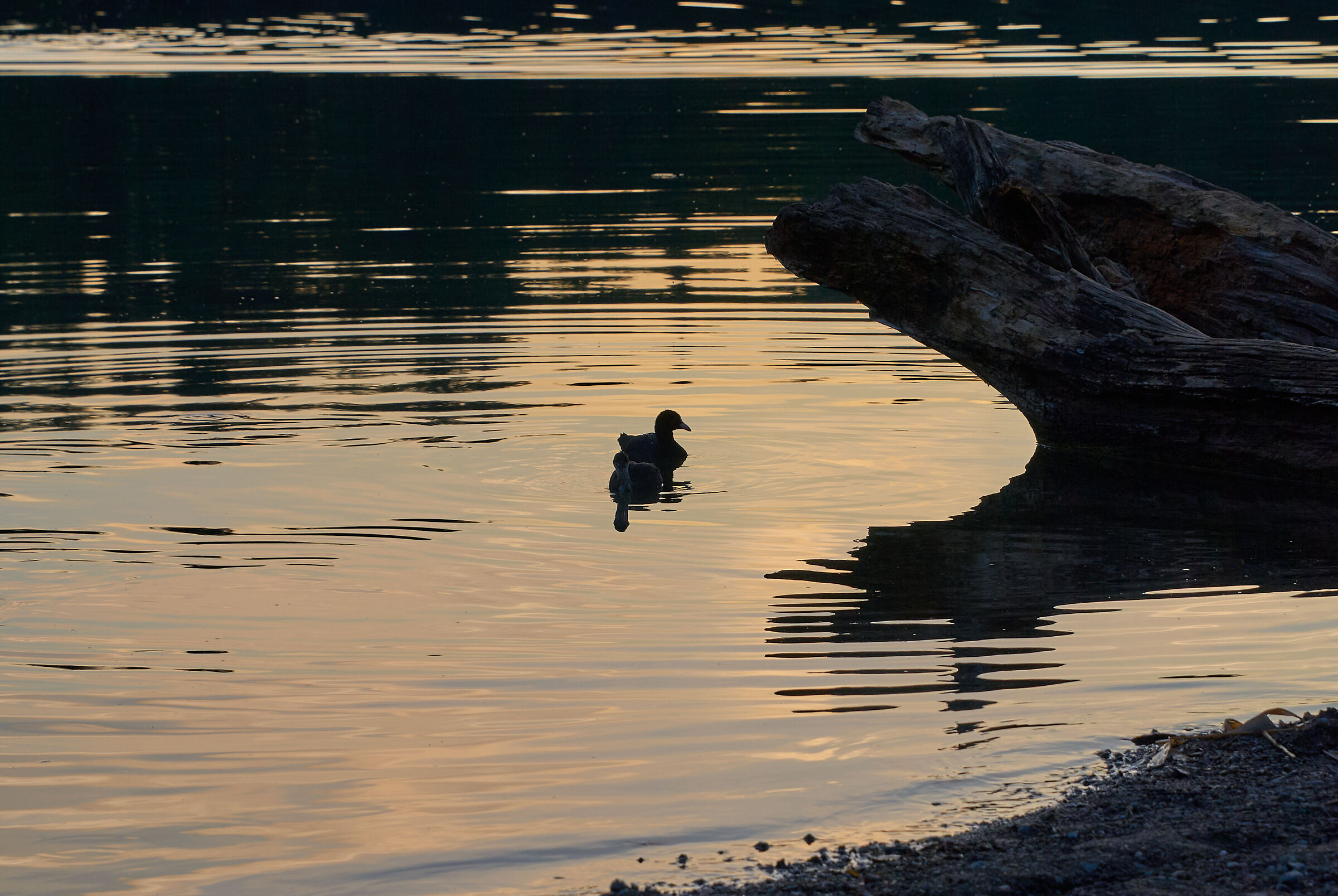 Goose at sunset