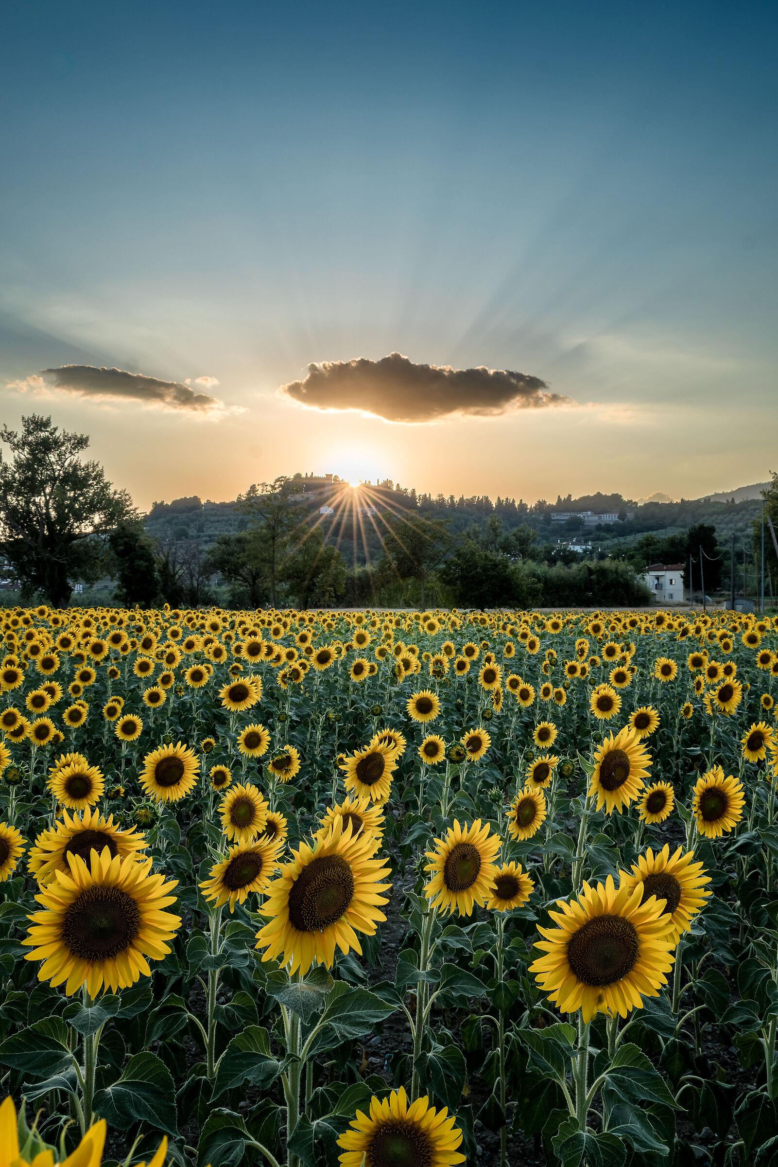 Girasoli sotto la rocca