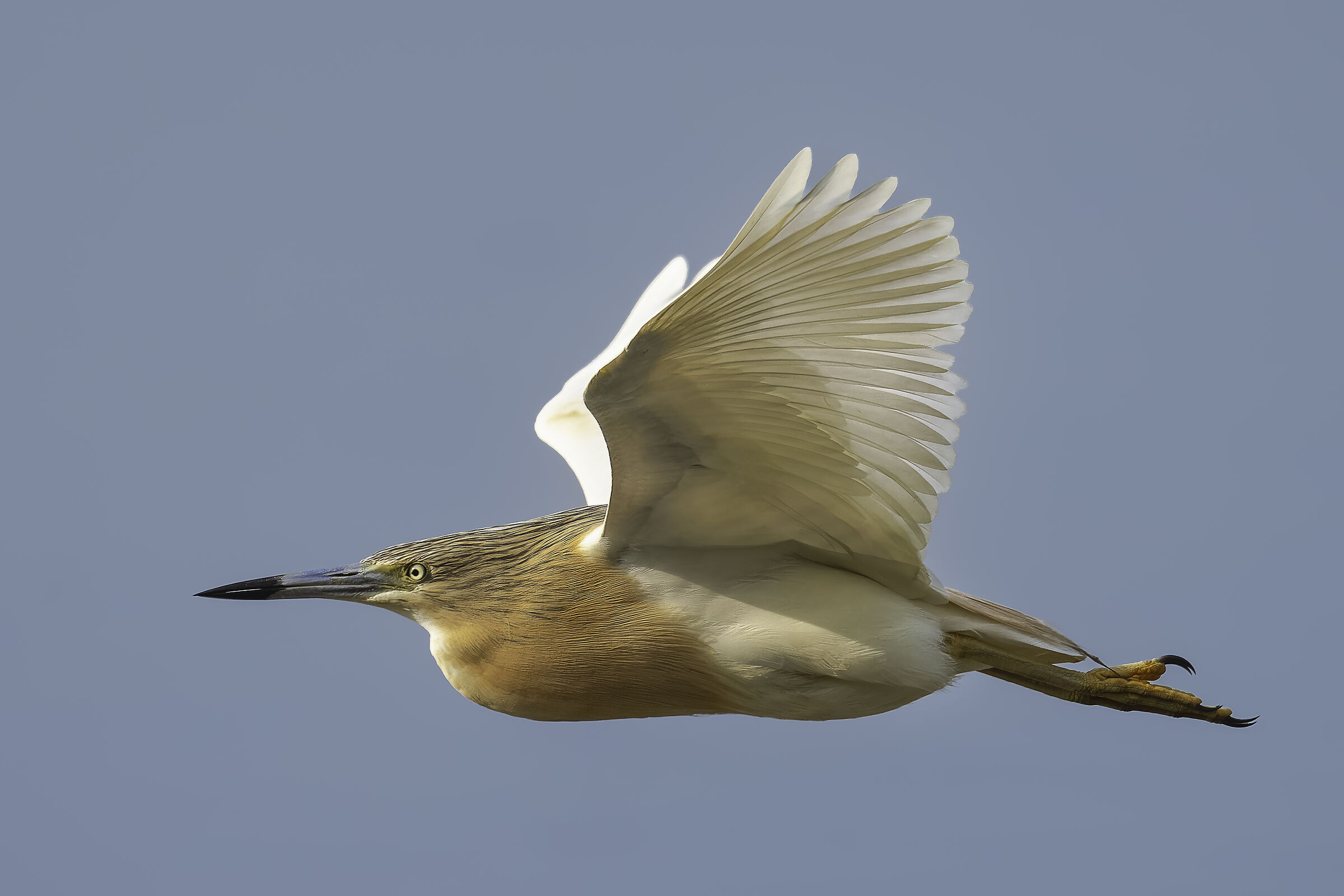 Squacco heron