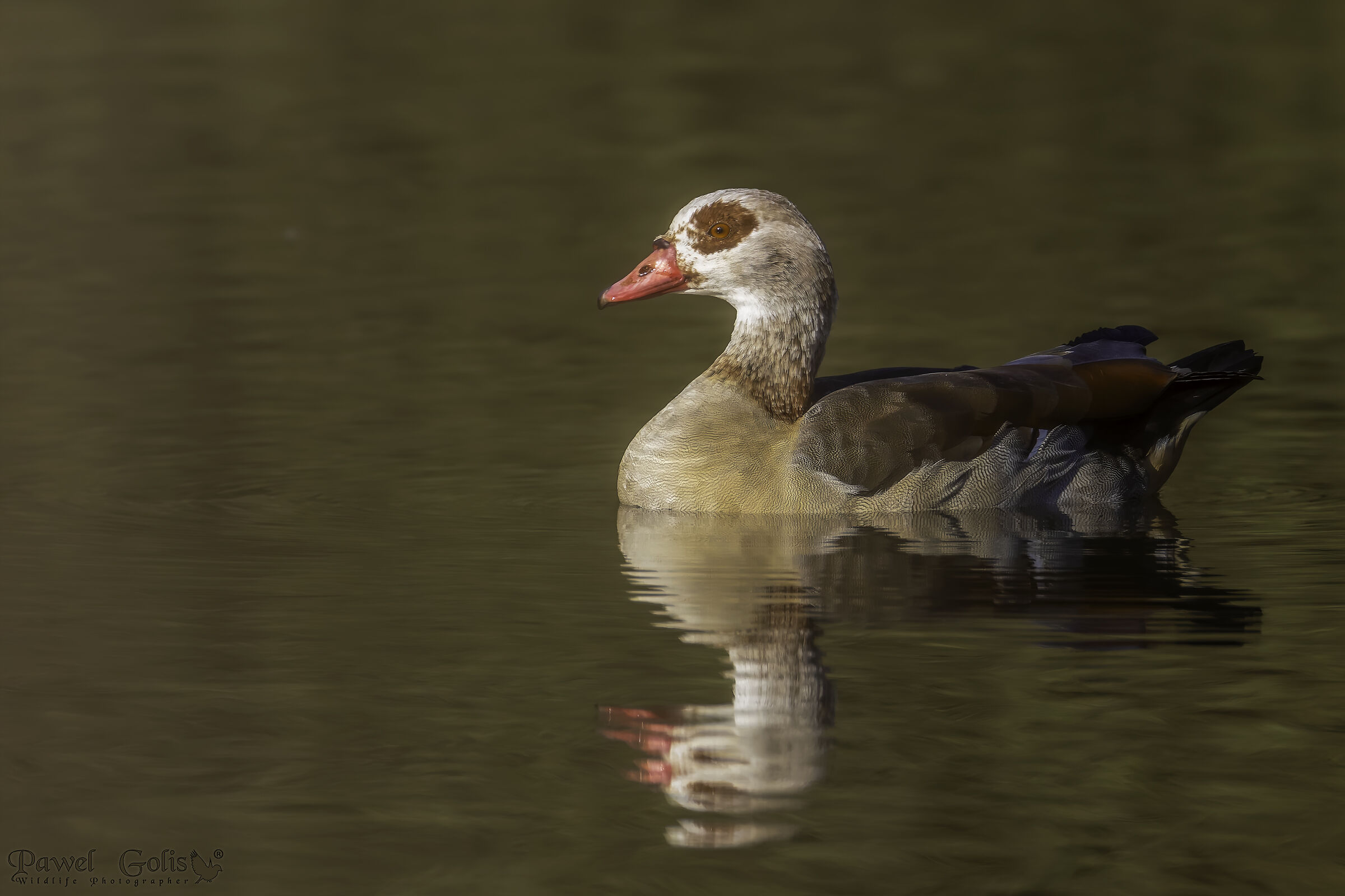 L'oca egiziana (Alopochen aegyptiaca)