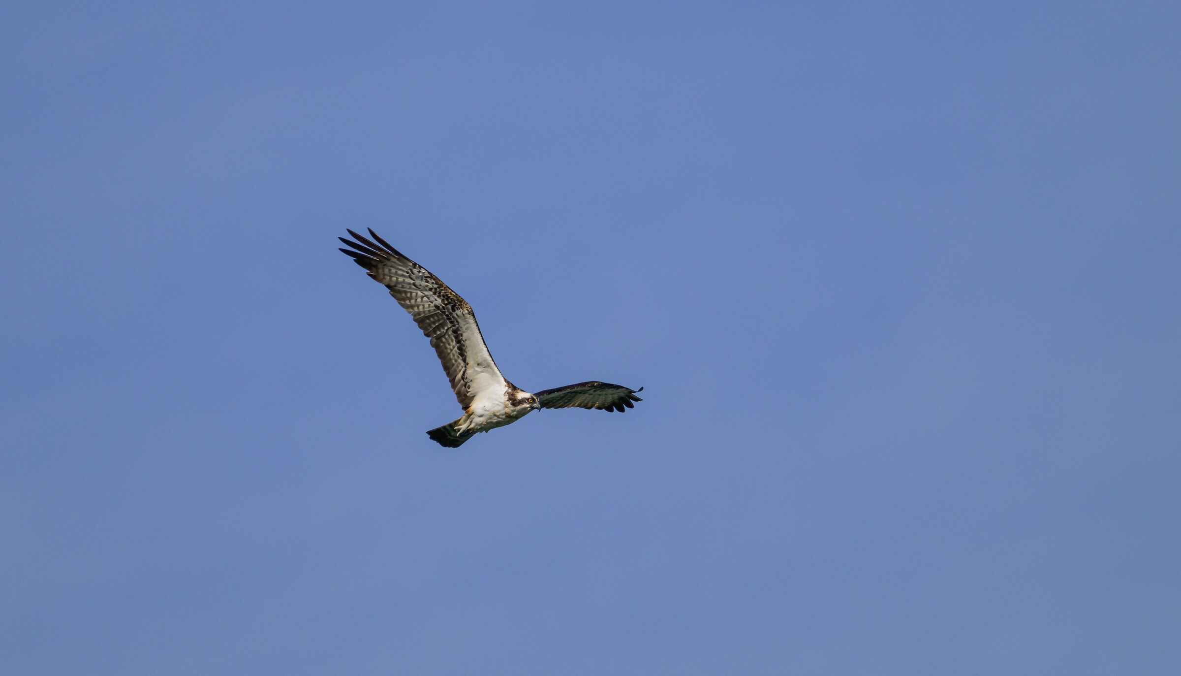 The osprey
