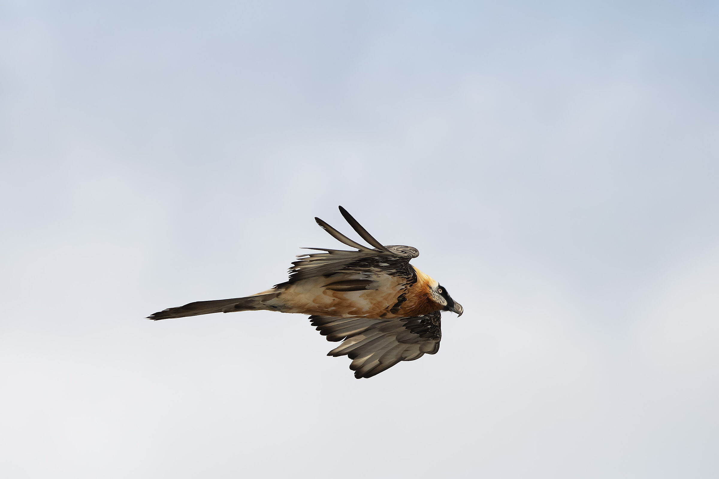 Bearded Vulture