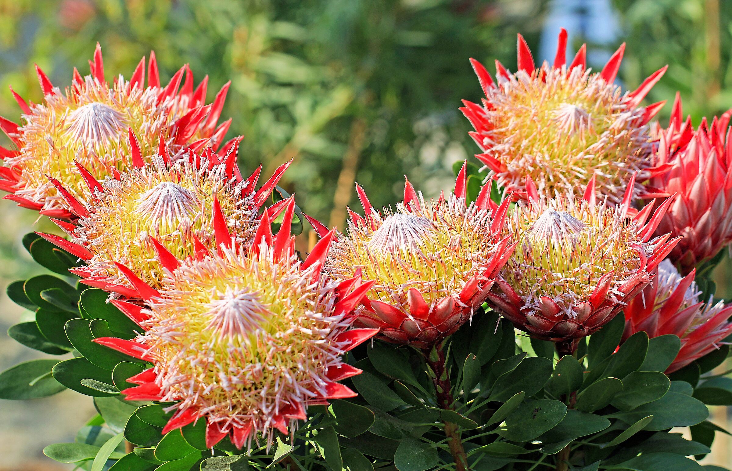 Protea cynaroides (Sudafrica)