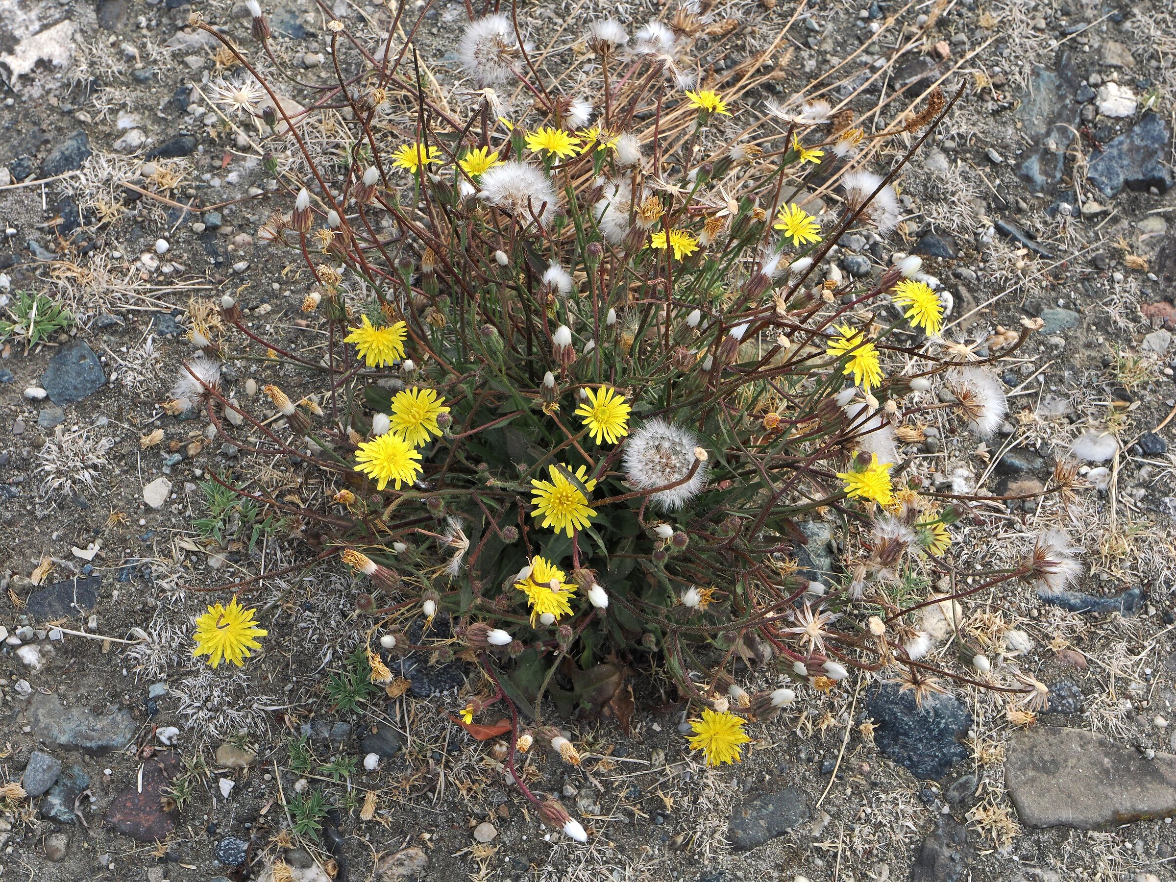 In mezzo al sentiero