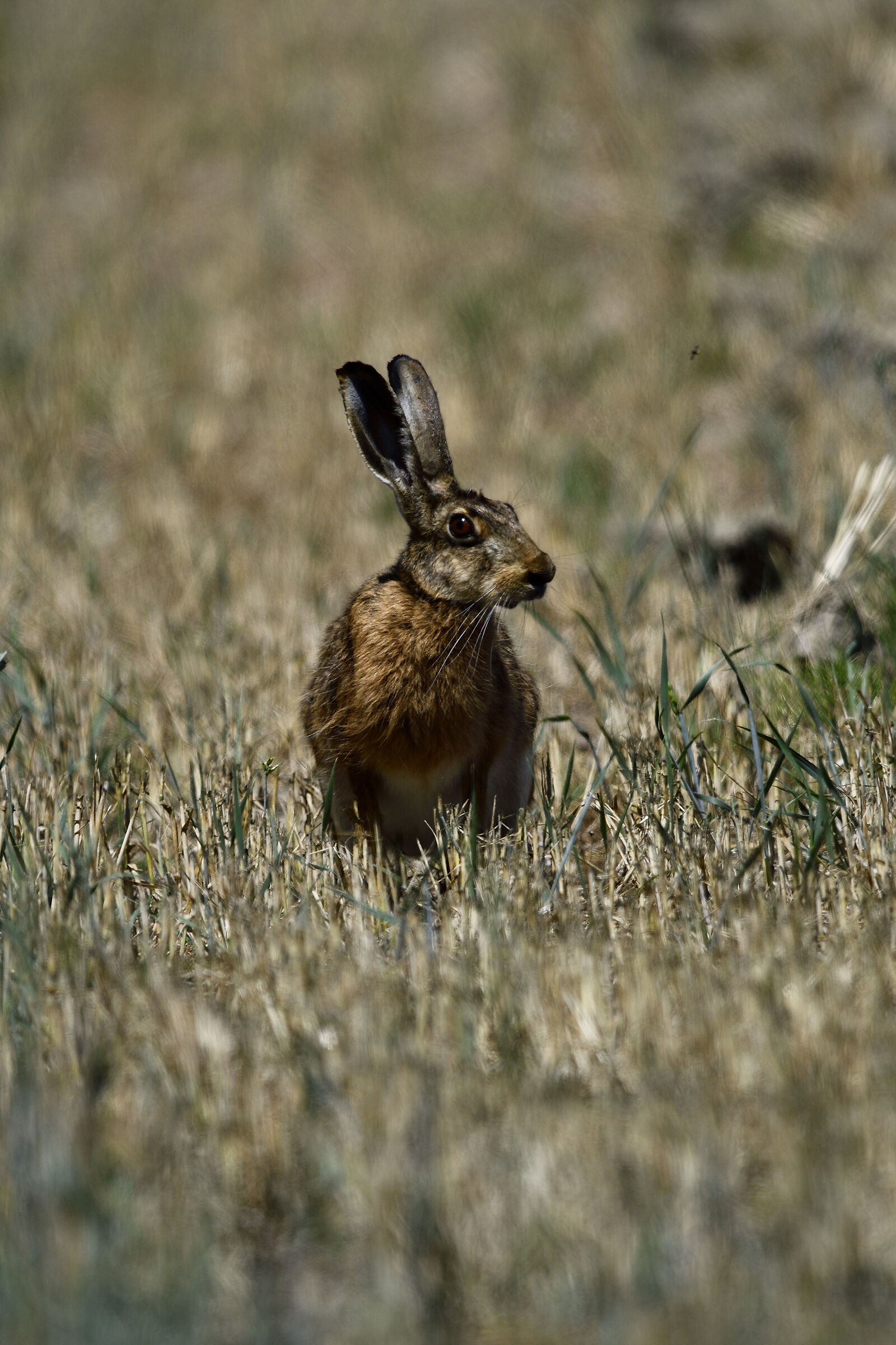 Hare