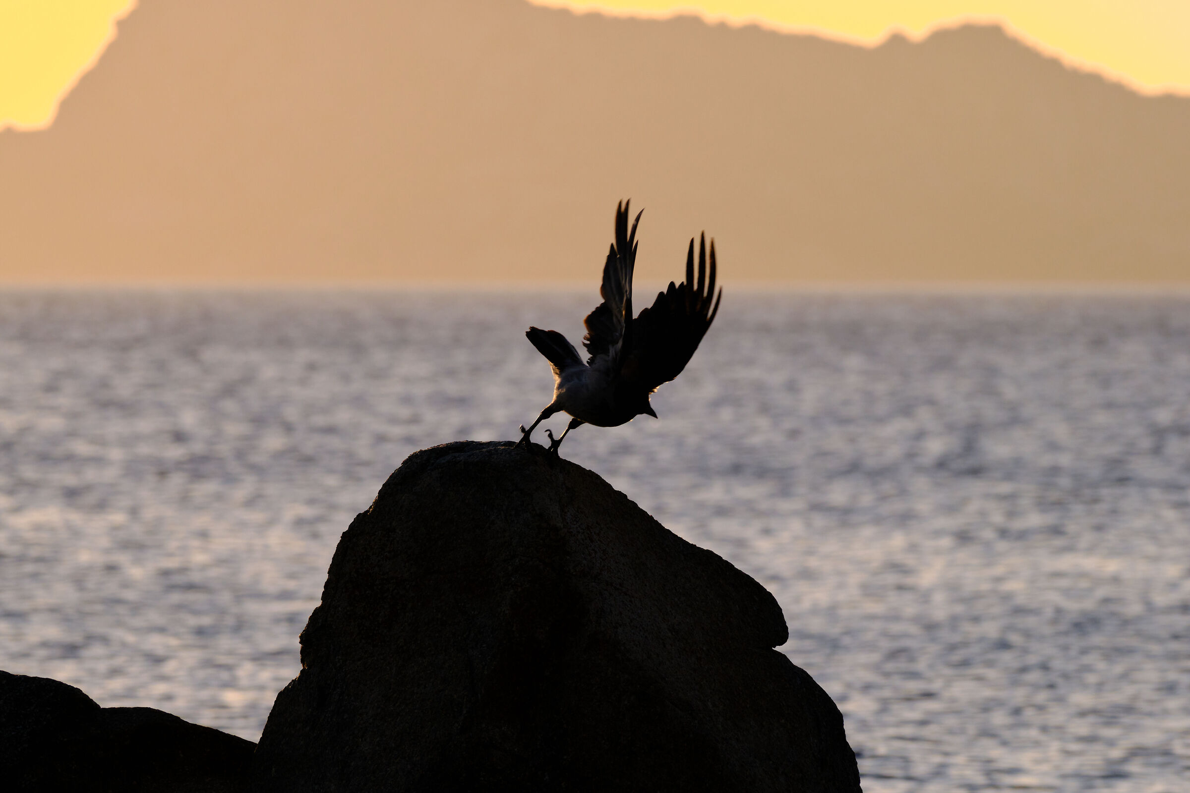 "I stand out the flight"