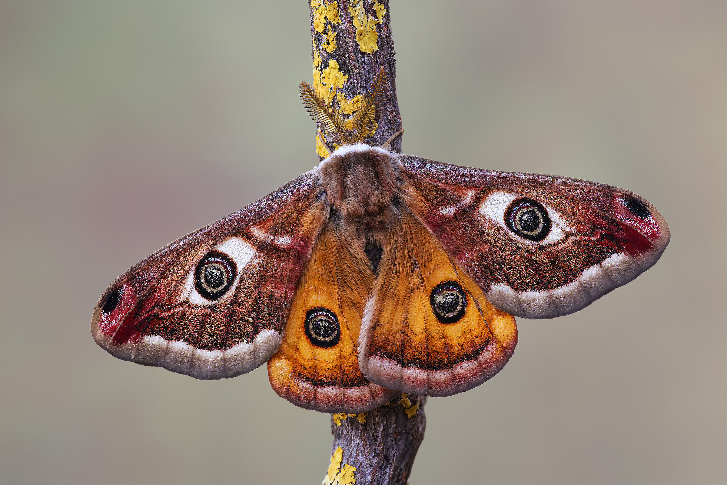 Saturnia pavoniella