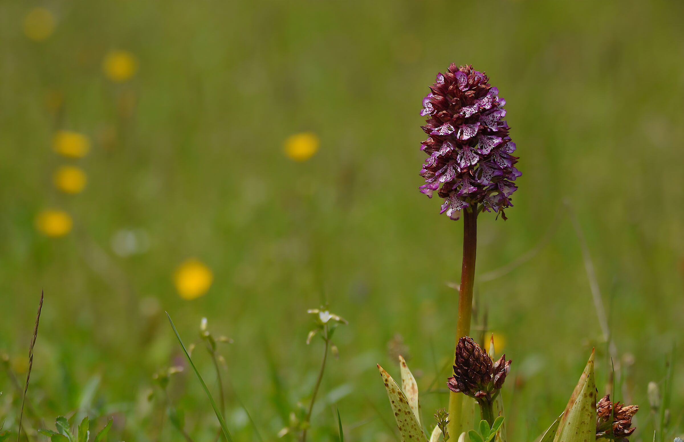 Orchidea maggiore (Orchis purpurea)