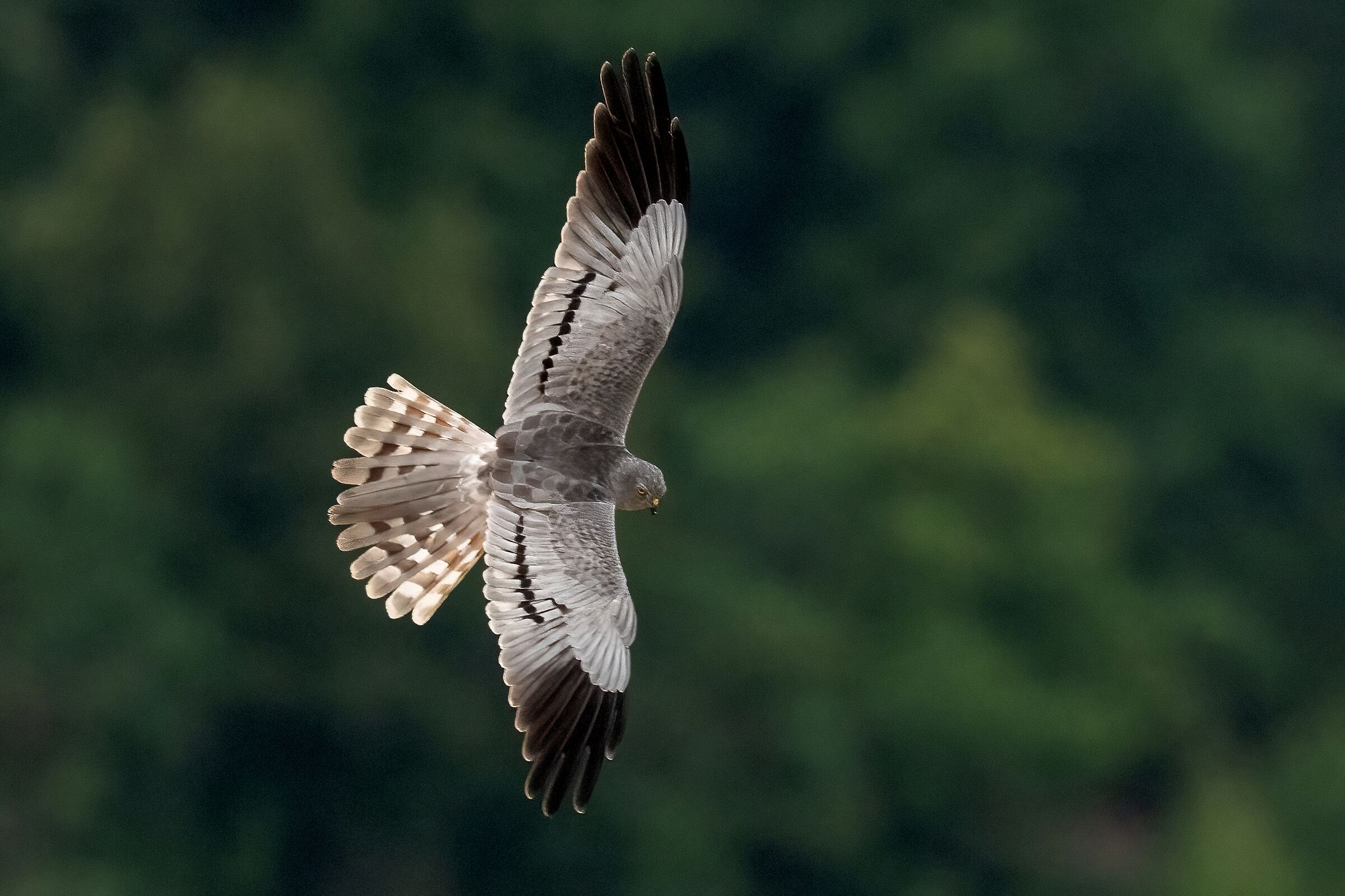 Montagu's Harrier (Circus pygargus) - male