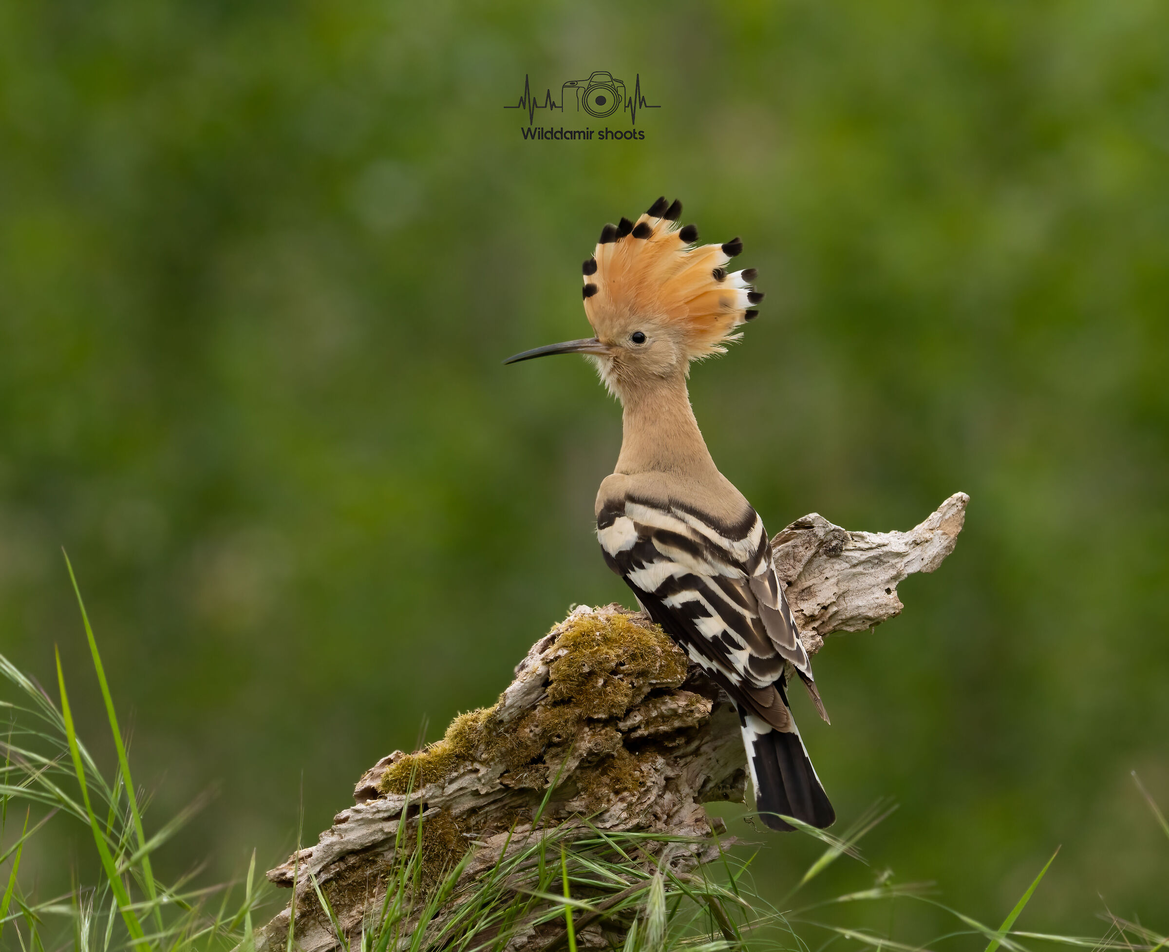 Hoopoe