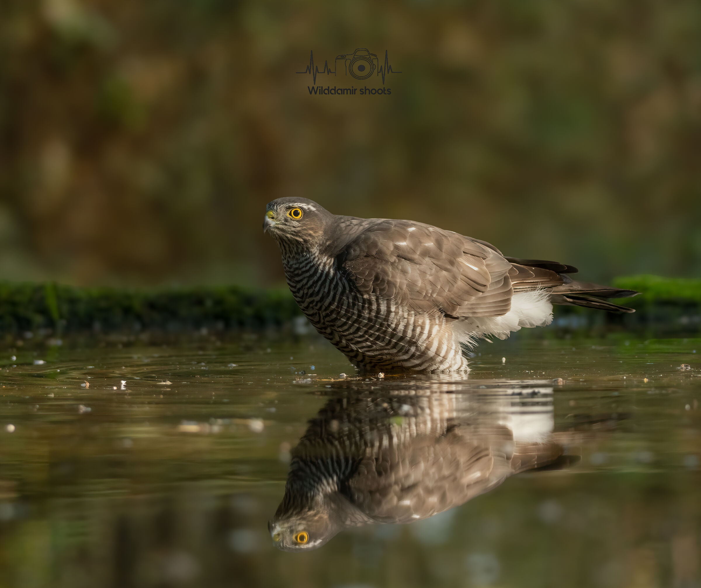 Sparrowhawk