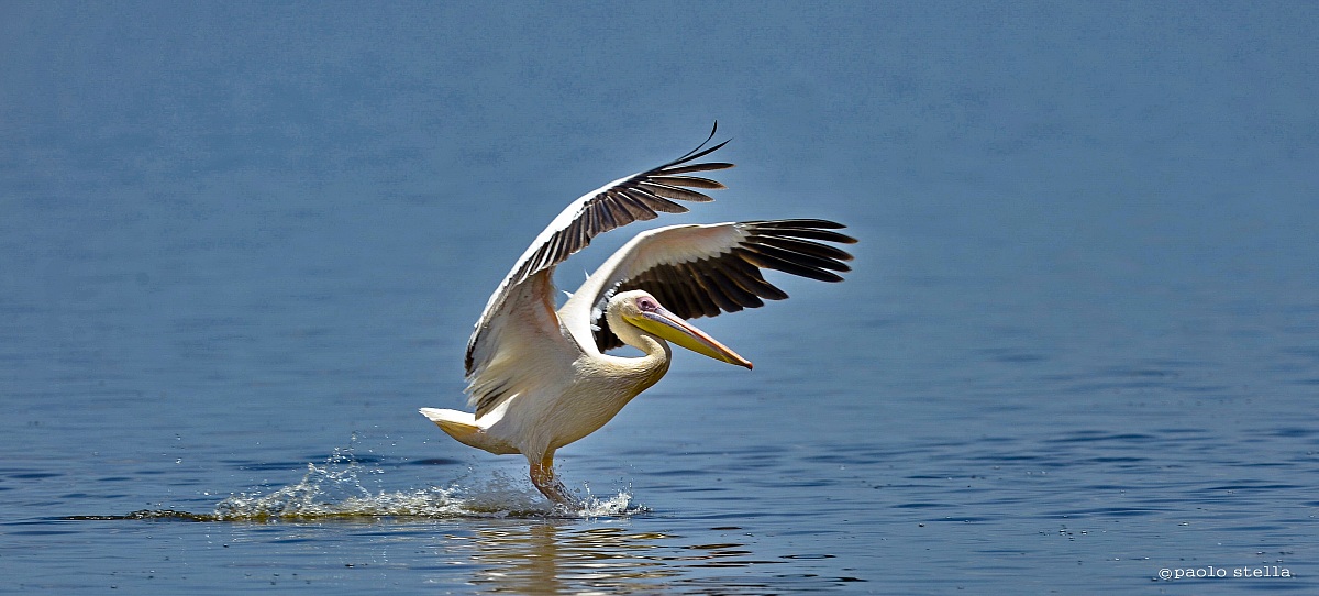splashing in Lake Nakuru