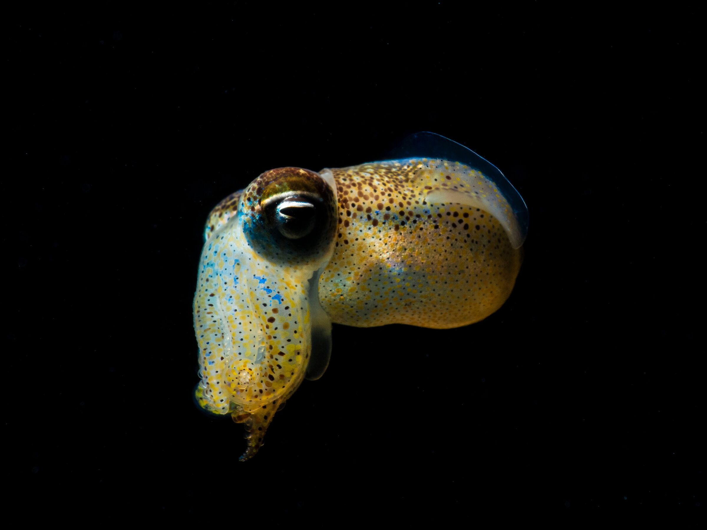 Deep blue iridiophores