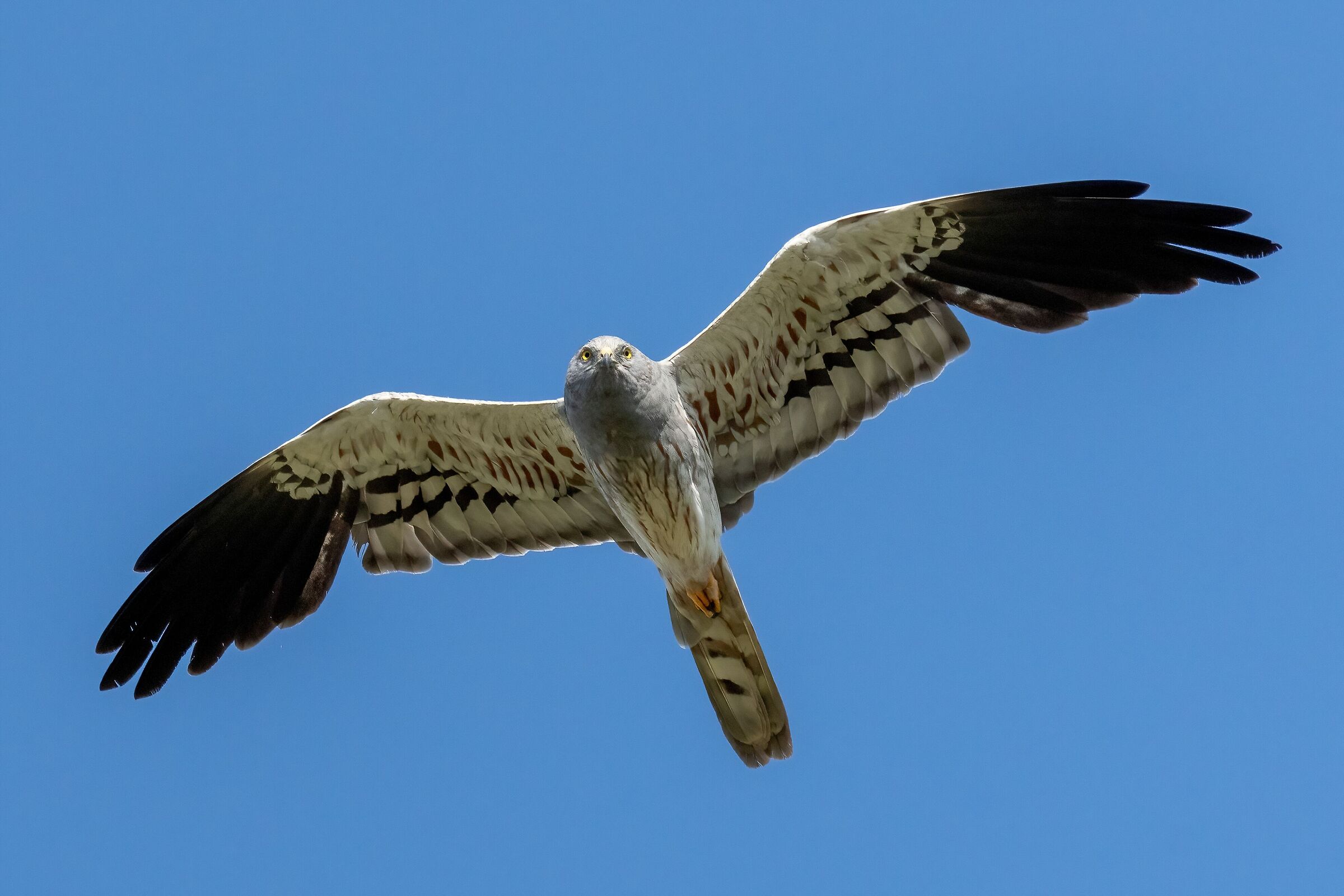 Montagu's Harrier (Circus pygargus) - male