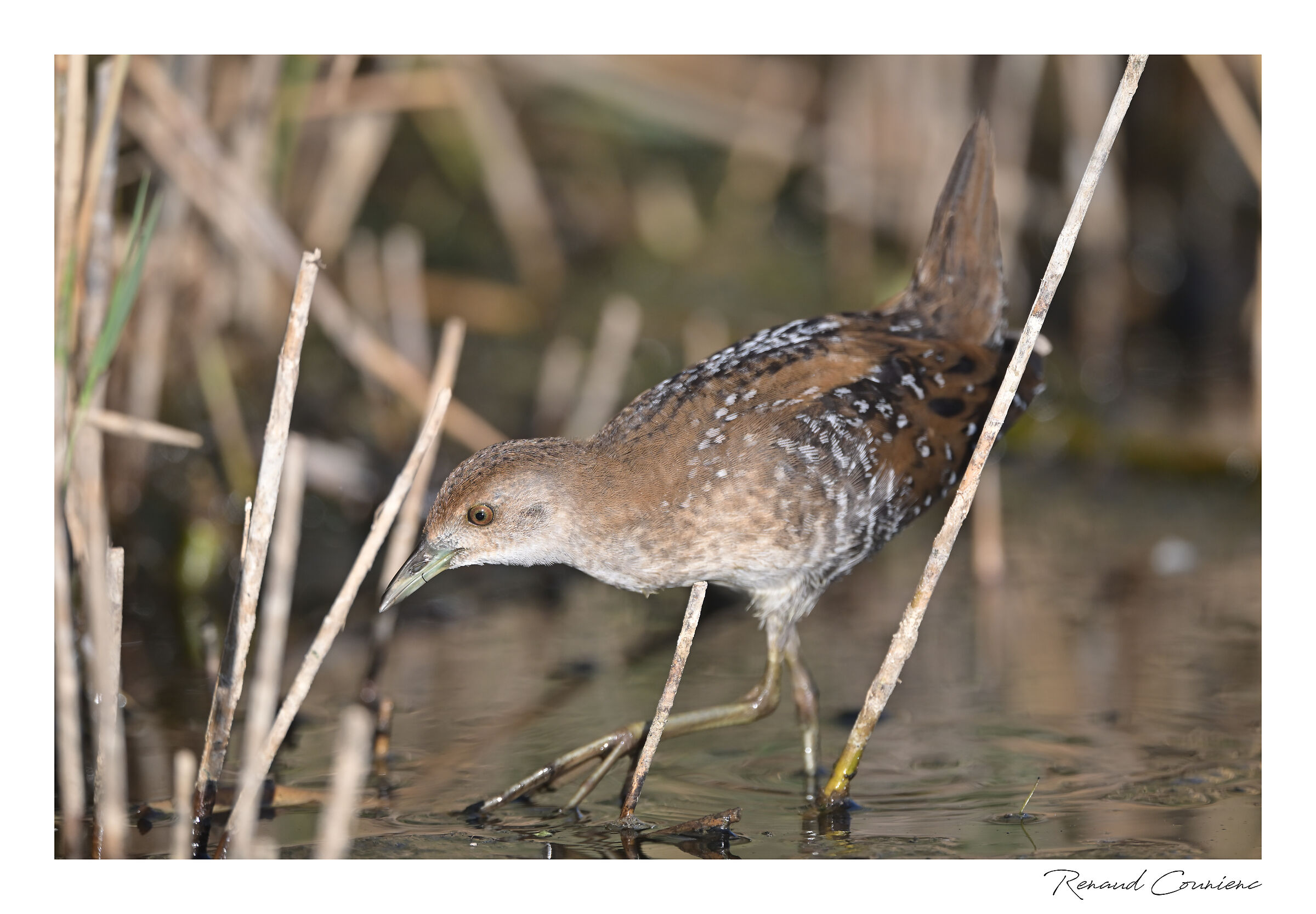 Marouette de Baillon (Zapornia pusilla)