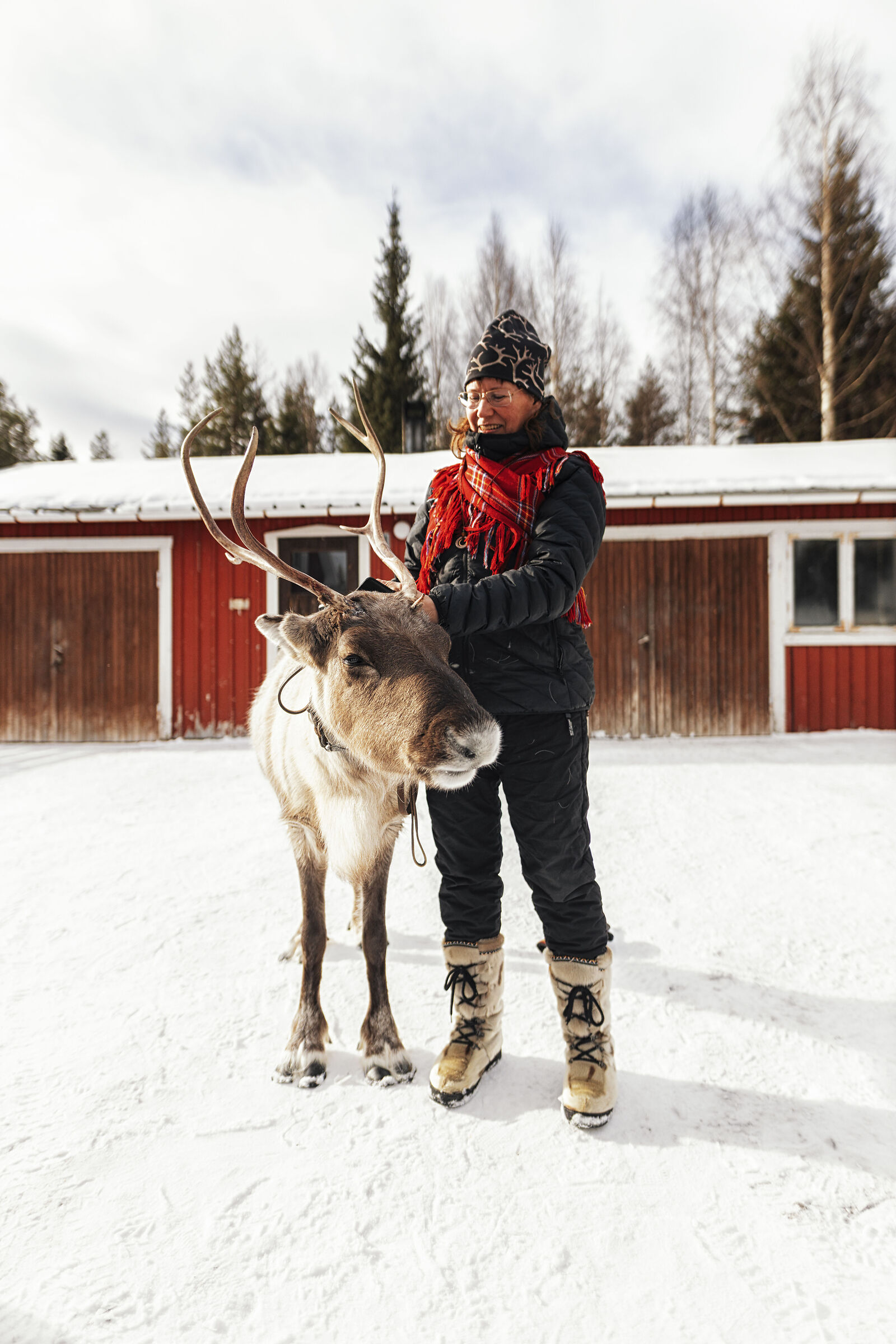 Sami Reindeer 1