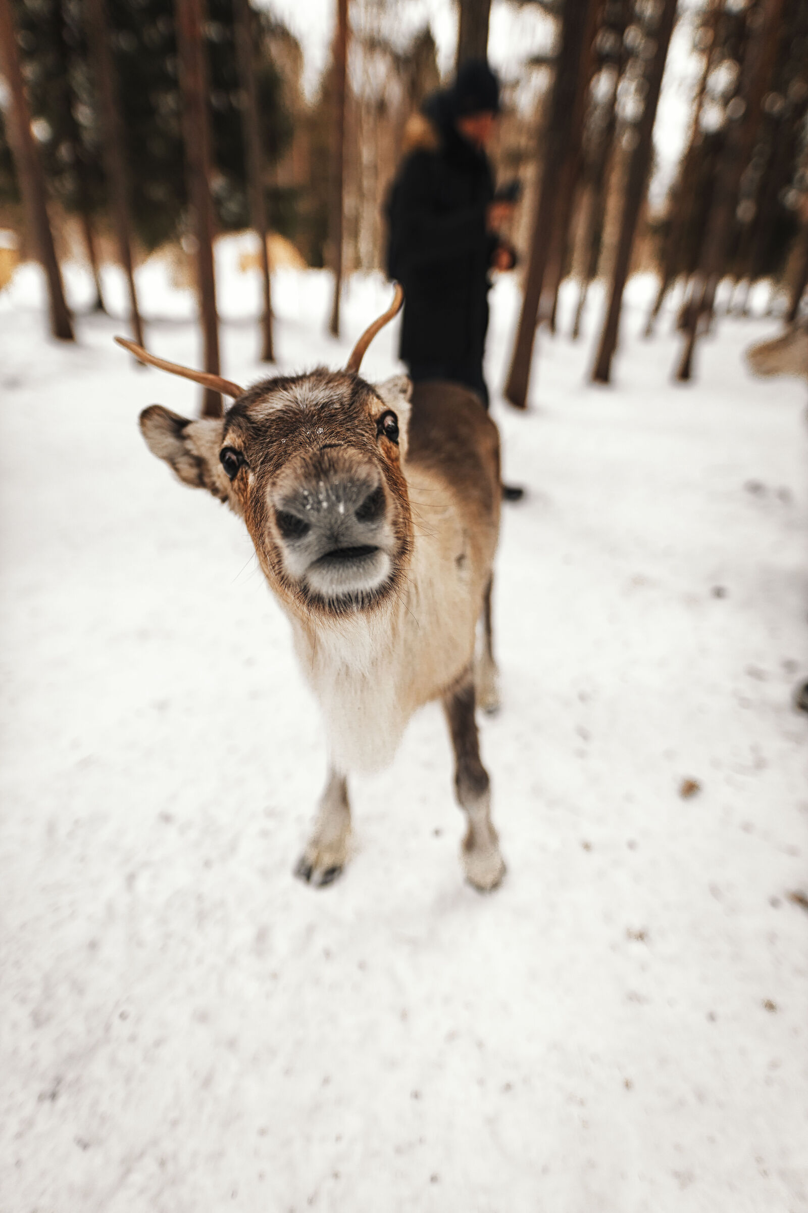 Sami Reindeer 2