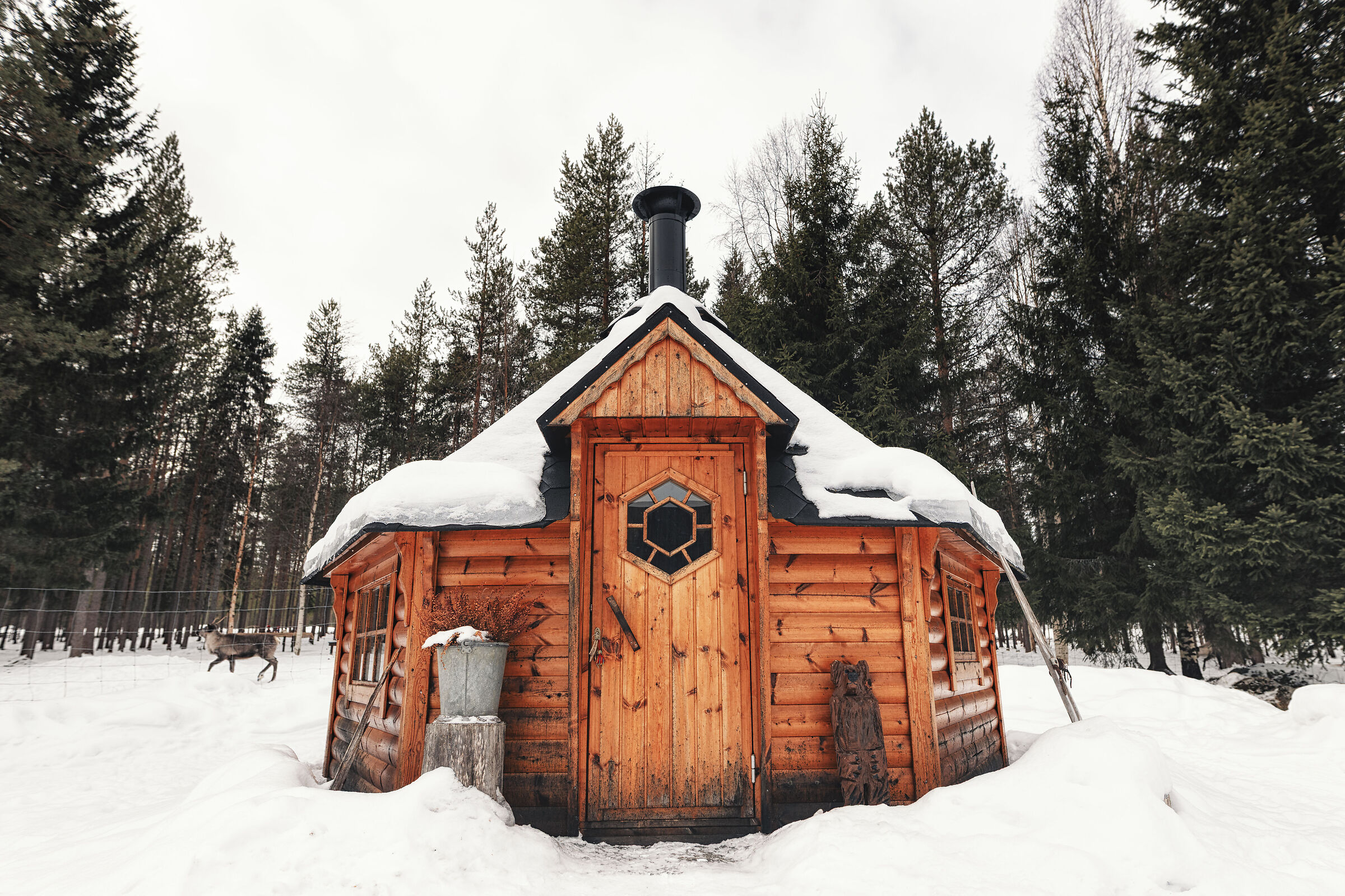 Sami Reindeer 4