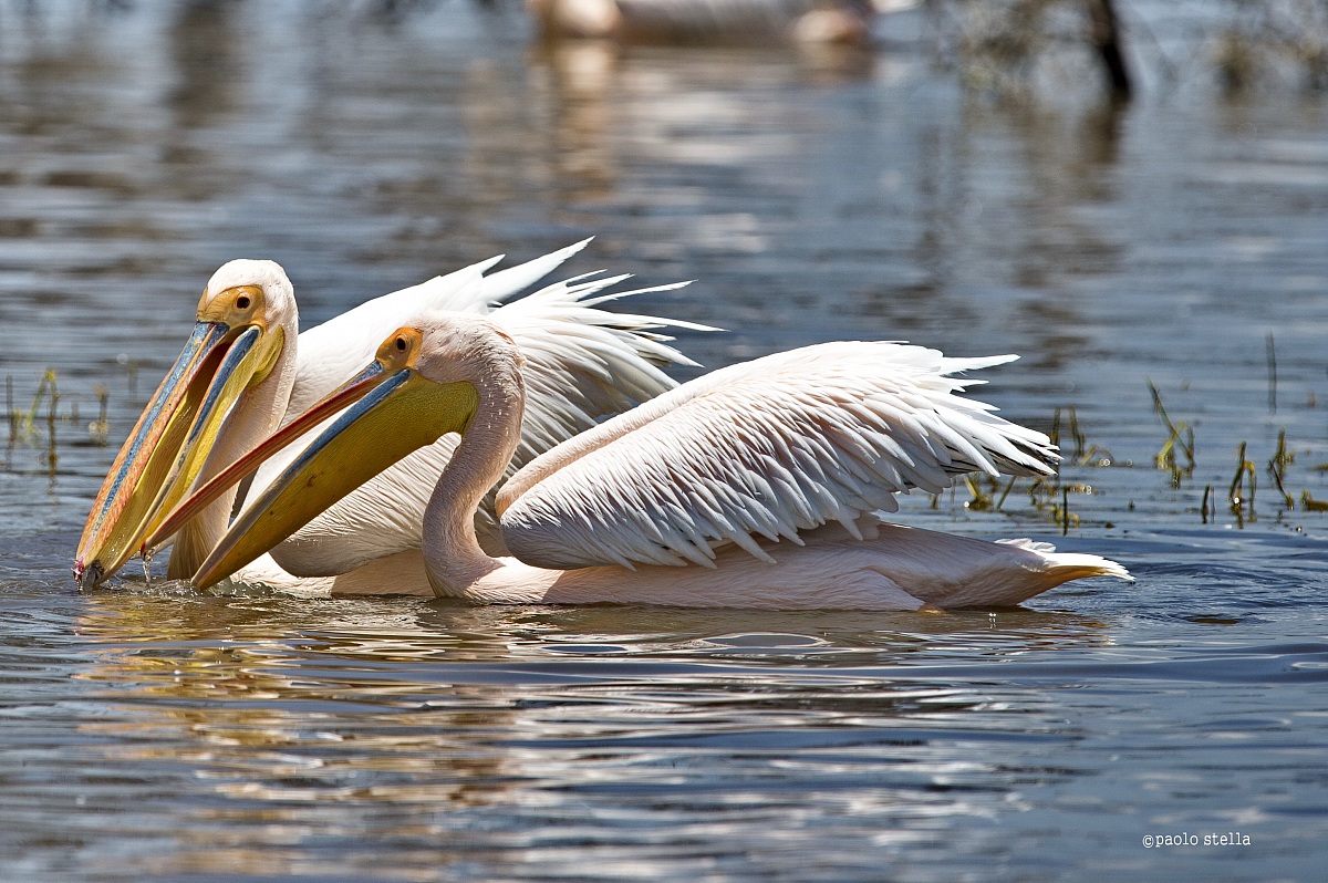 fishing pelicans