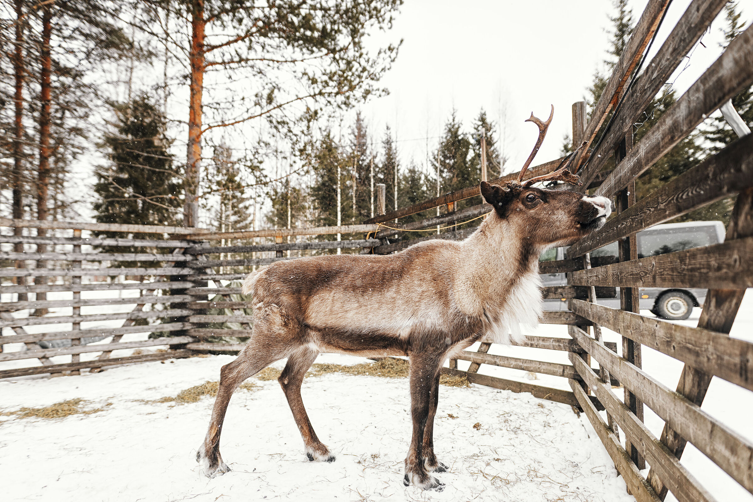 Sami Reindeer 6