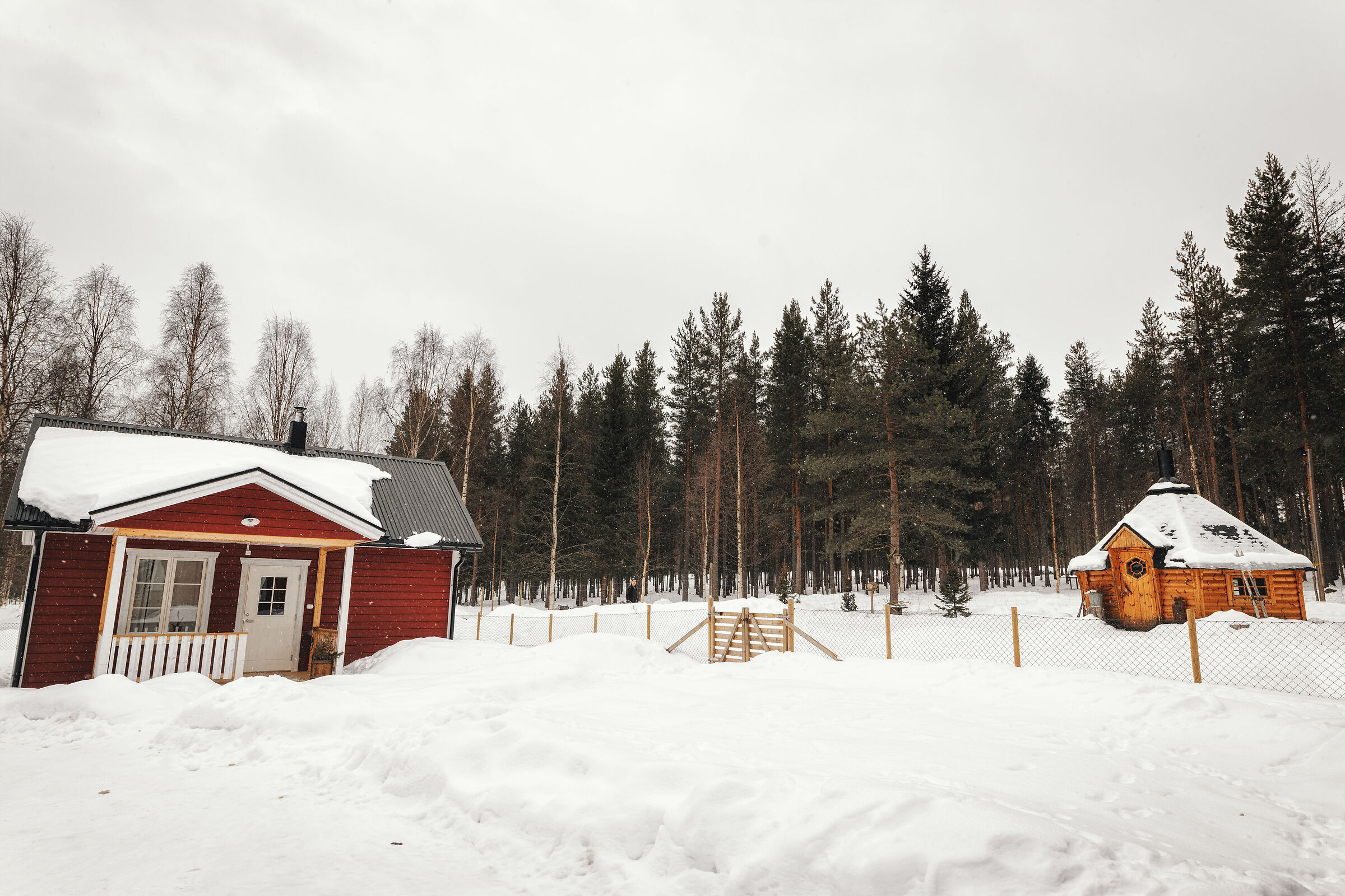 Sami Reindeer 7