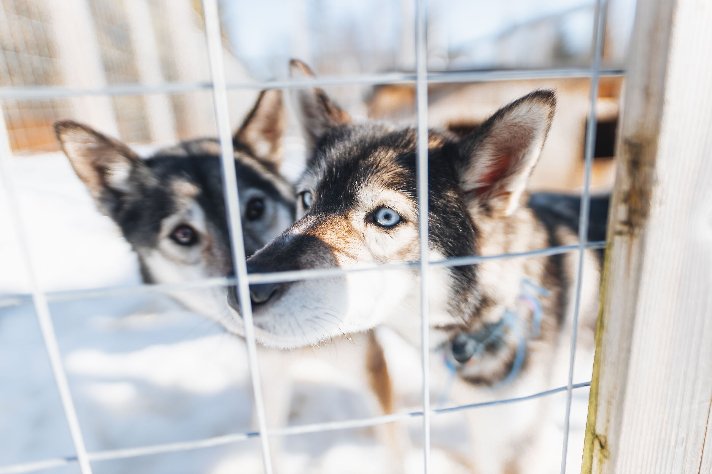 Huskies in Lapland 1
