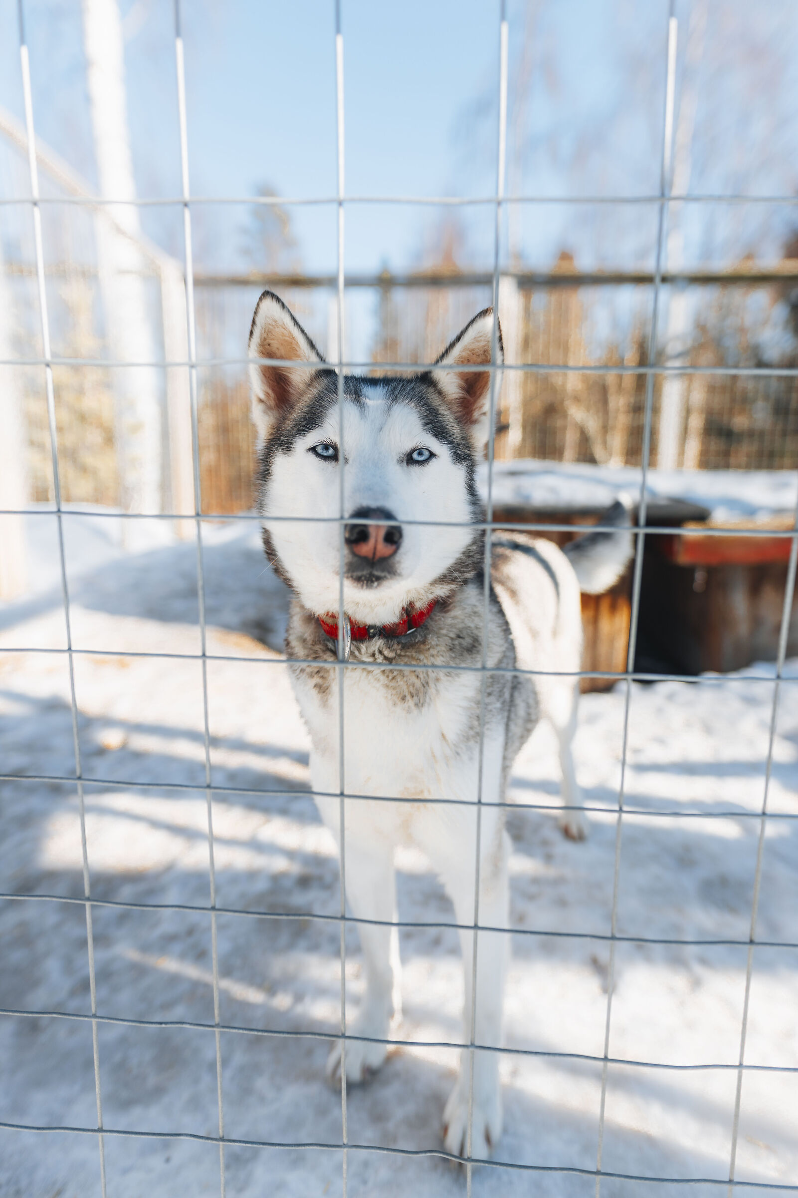 Husky in Lapland 4