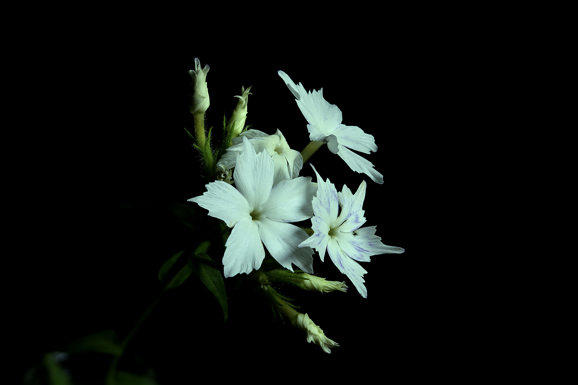 Lewisia cotyledon; variante bianca...