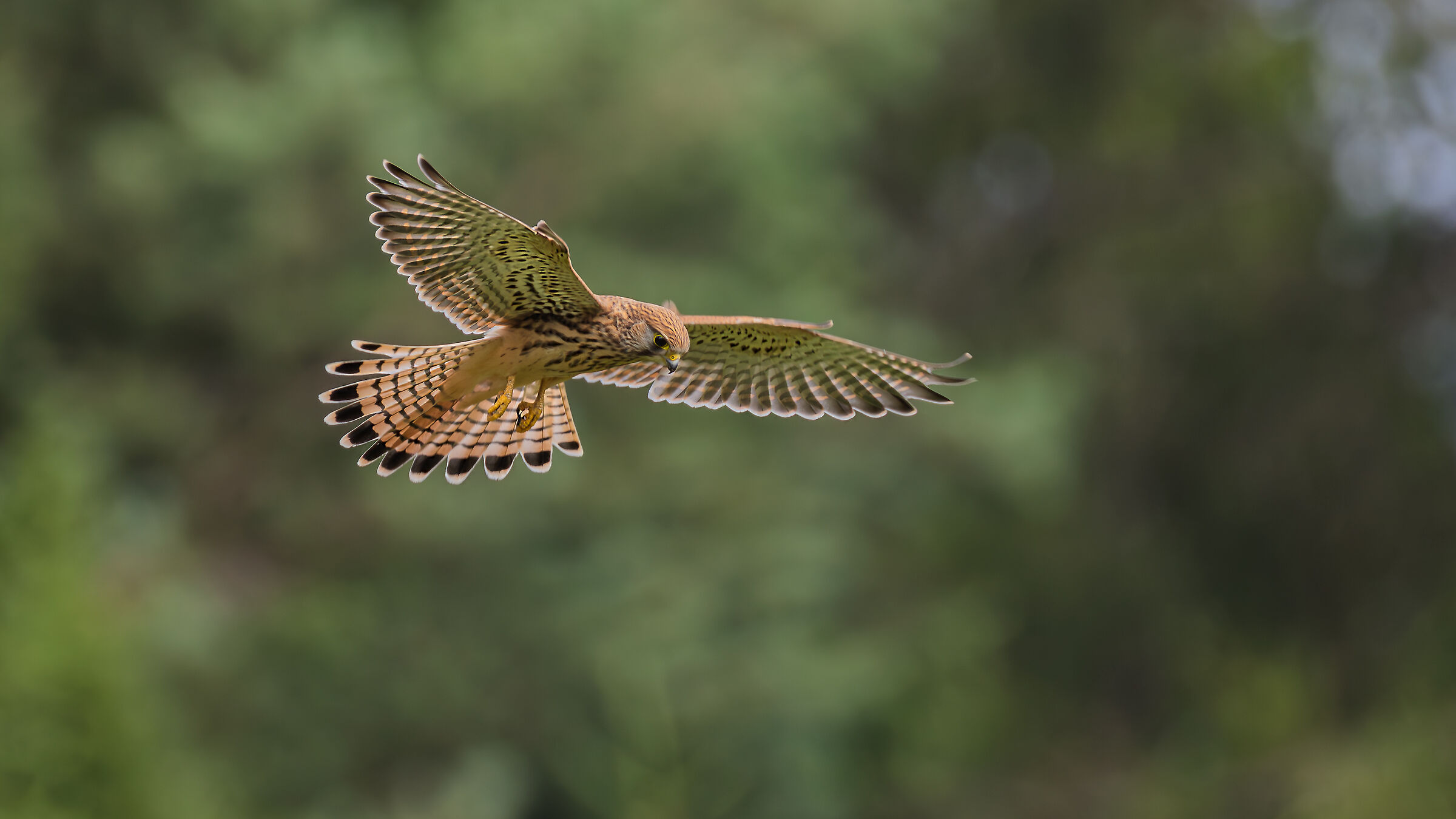 Kestrel