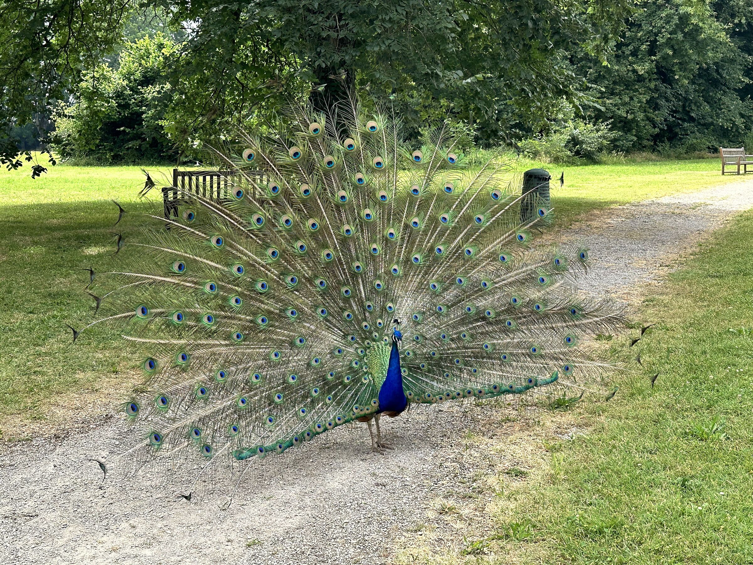 The Peacock