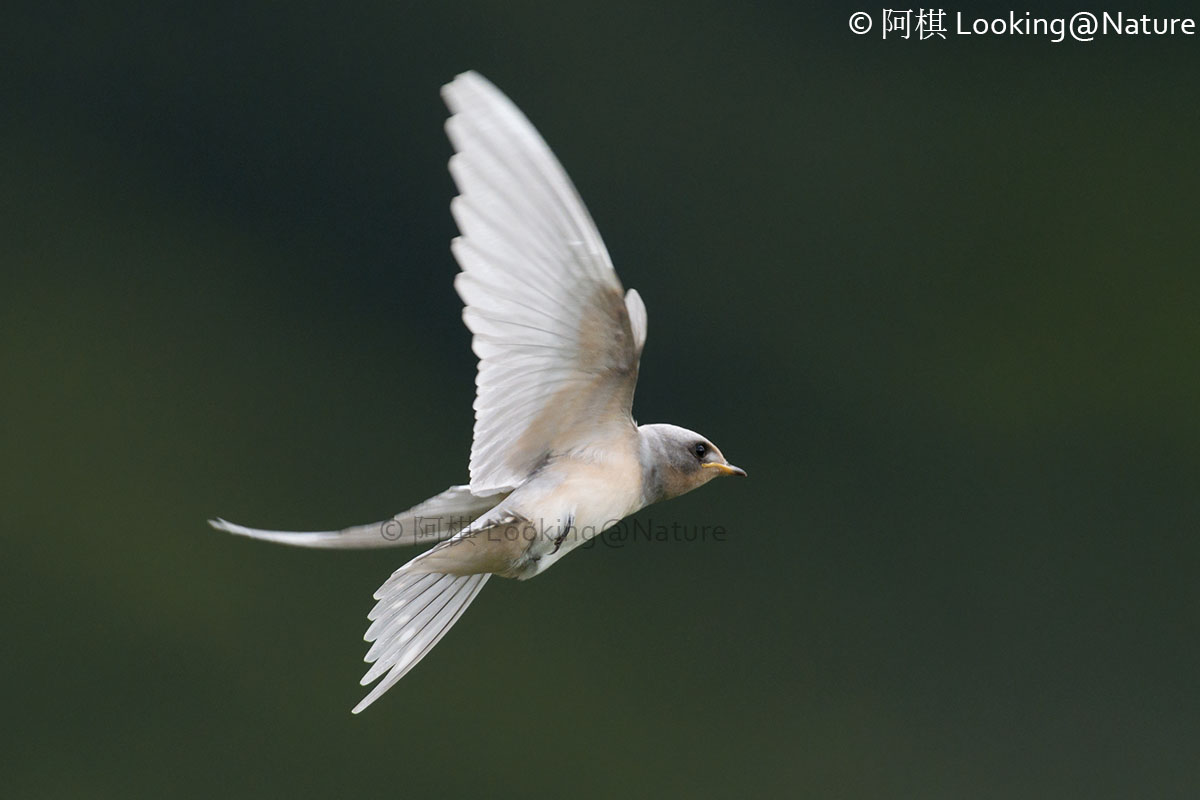Albino Barn Swallow