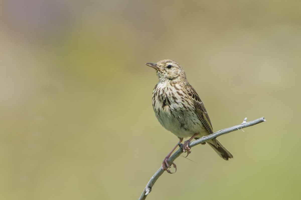 Pipit