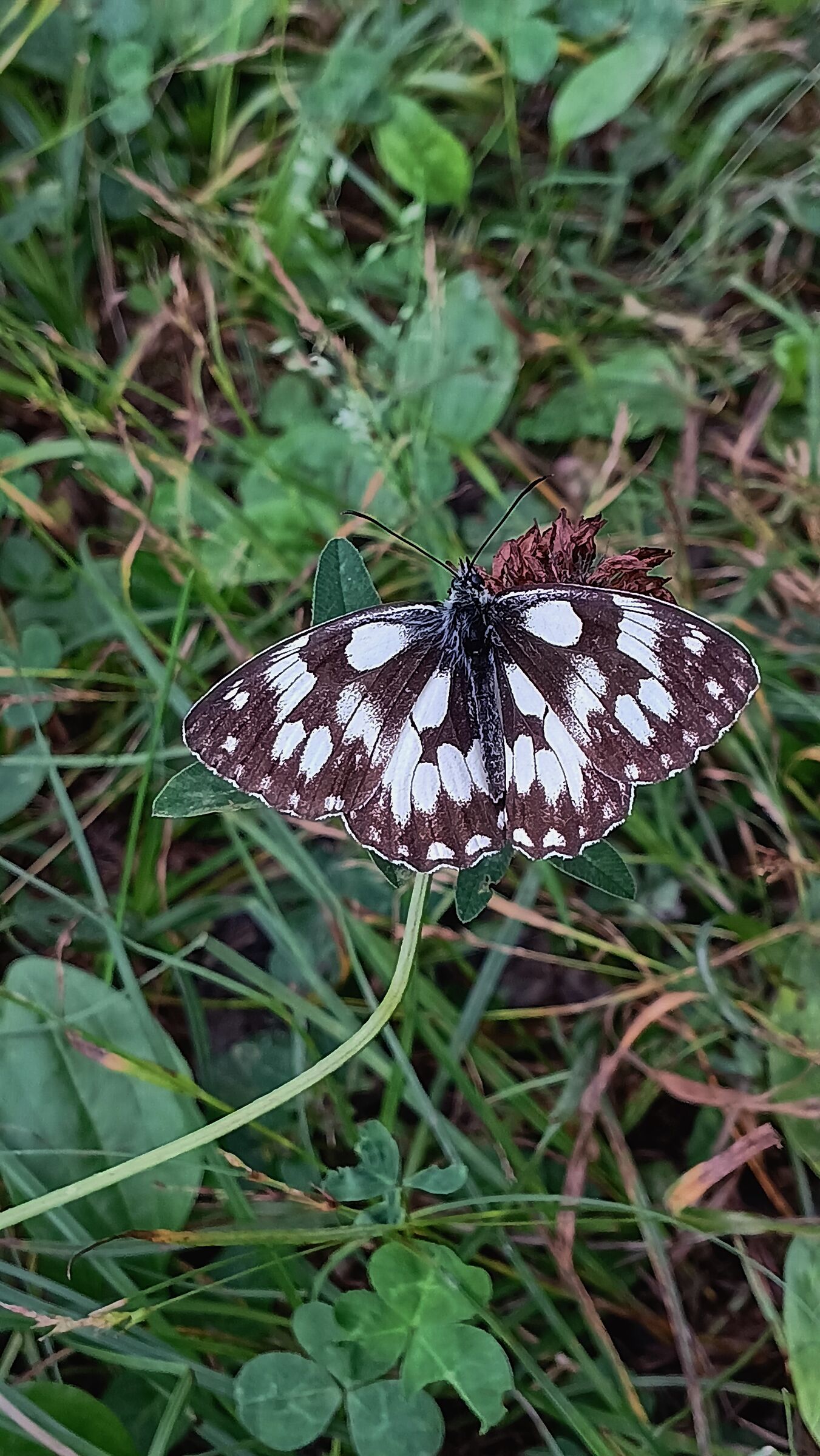Melanargia galathea