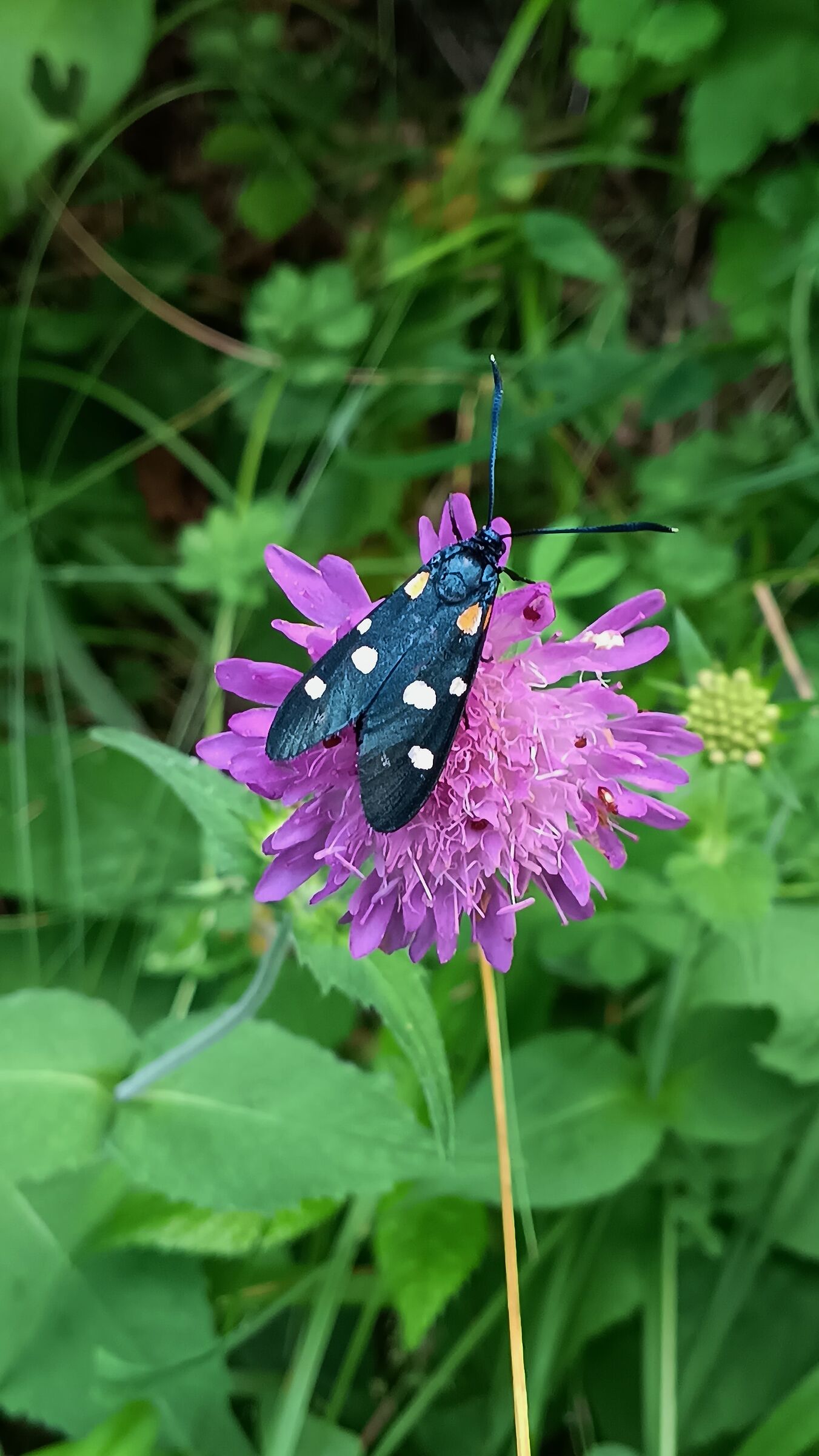 Zygaena ephialtes