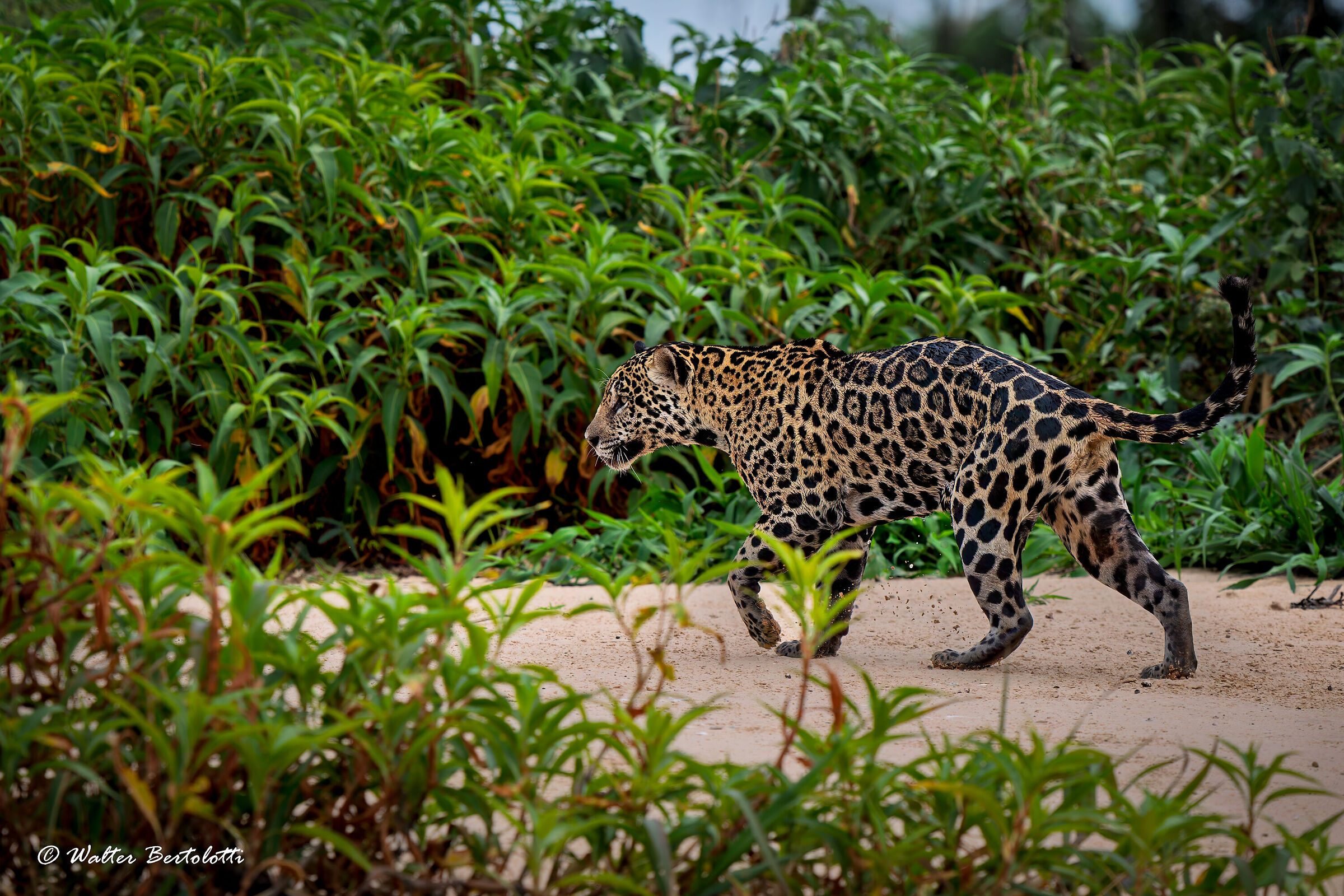 nel regno del giaguaro