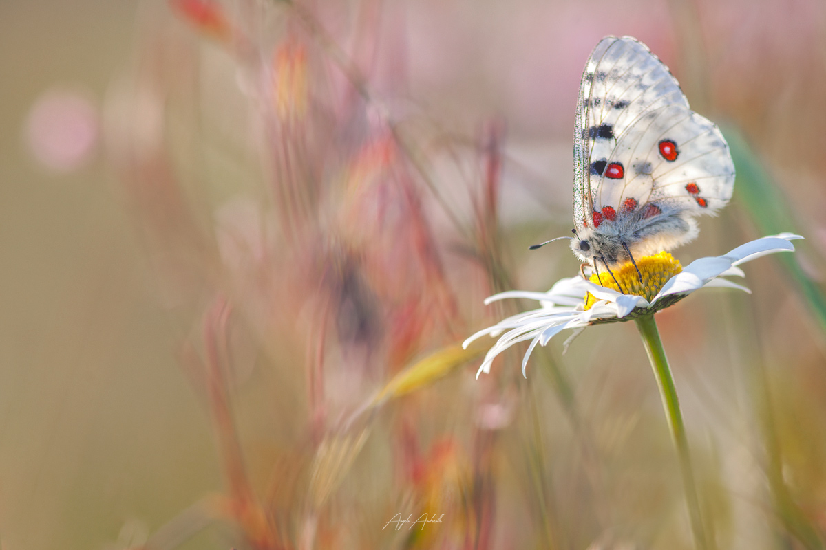 Monte Grappa Parnassius apollo