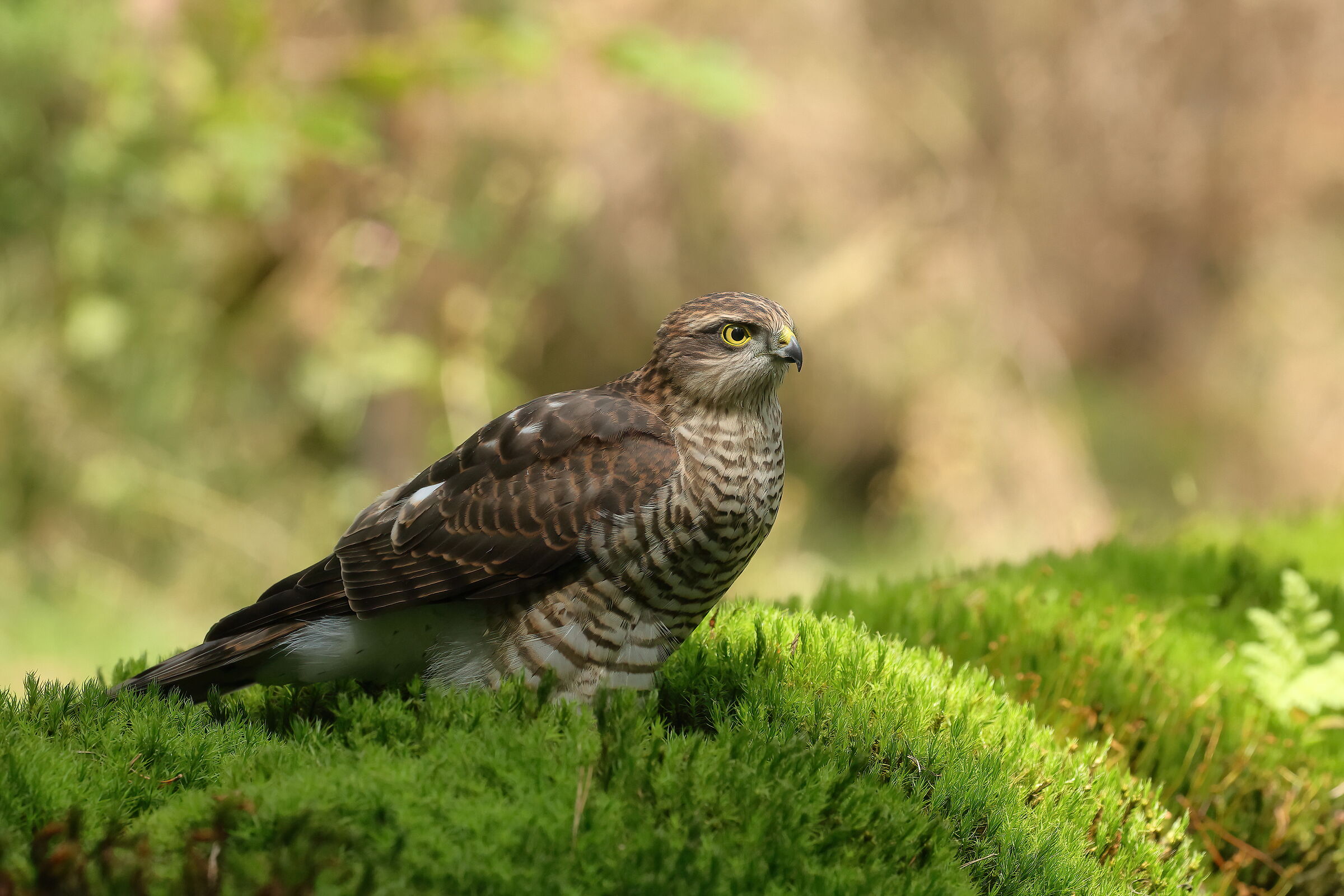 Young Sparrowhawk