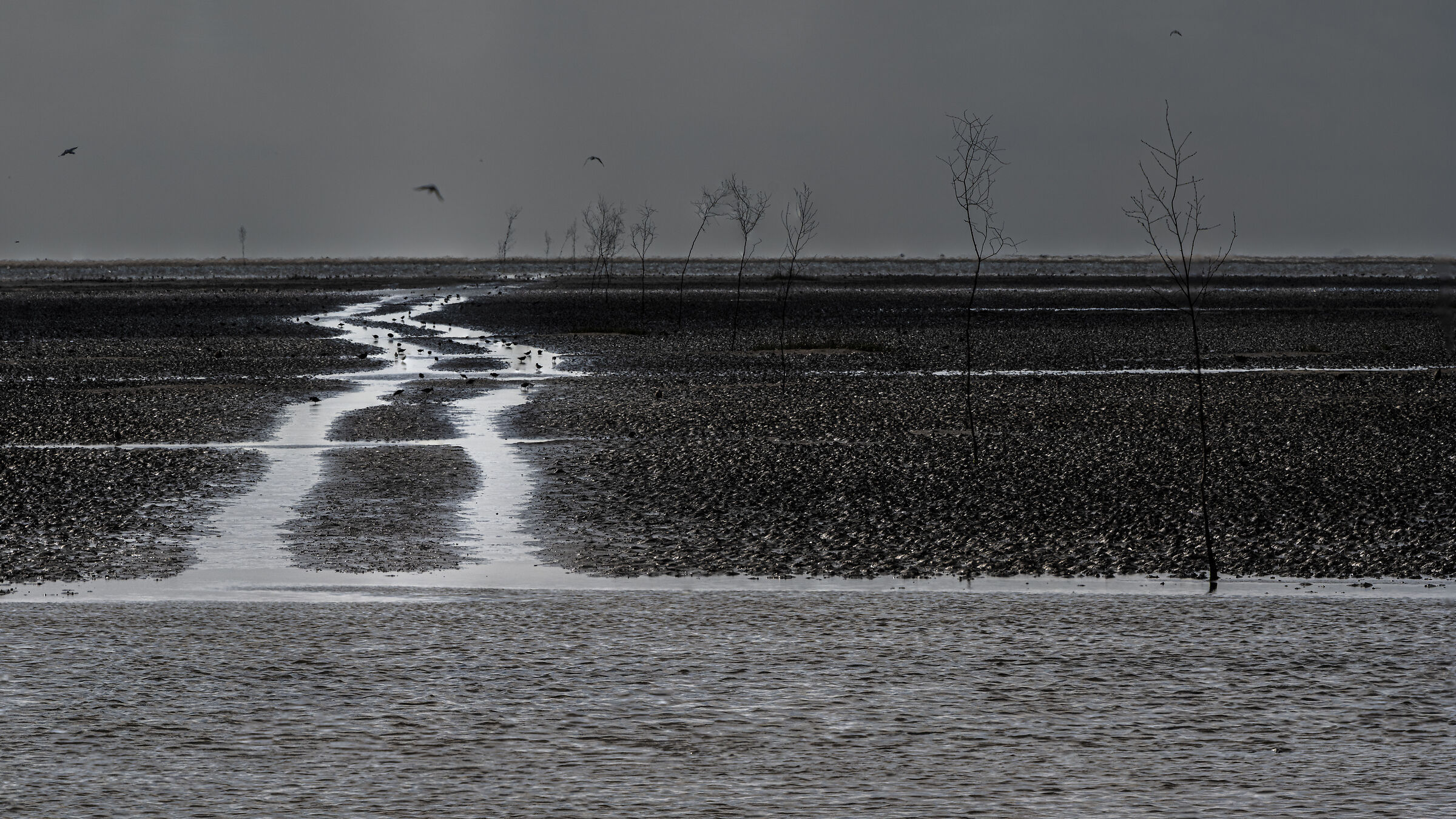 Feeding before the tide comes (ii) - Mandø sands