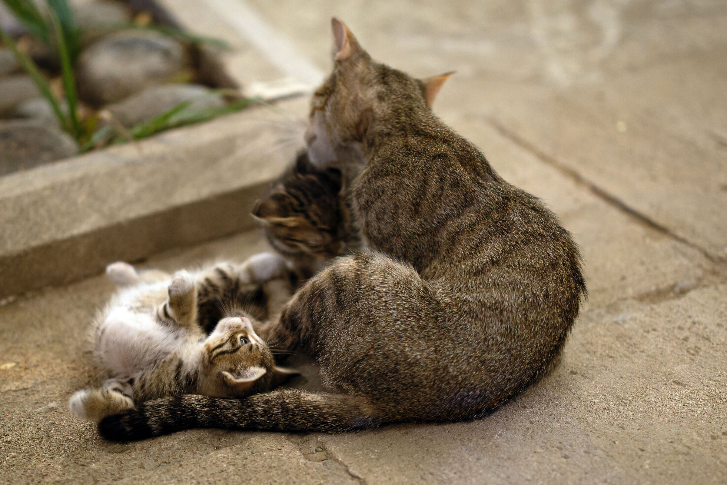 Mon and Silly Kitten Stray Cats