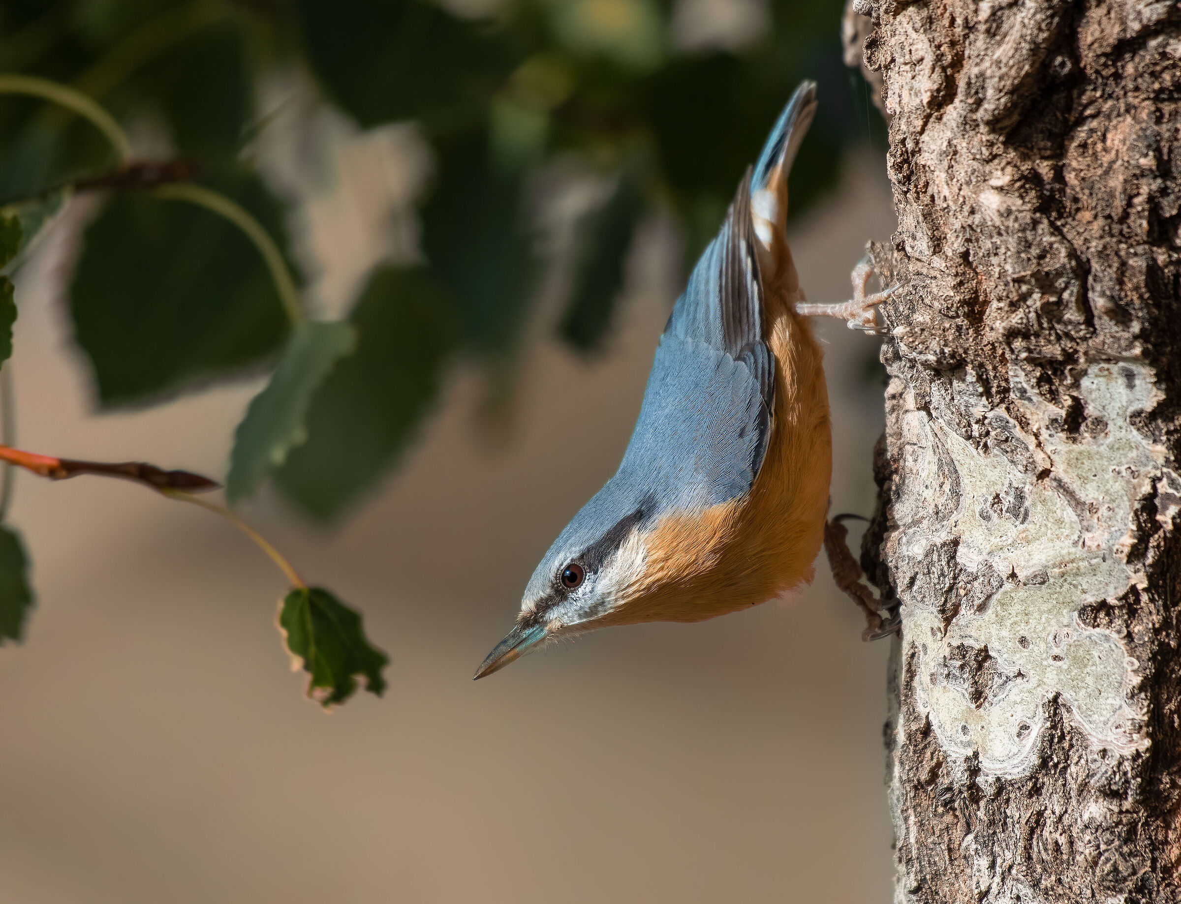 Wood nuthatch
