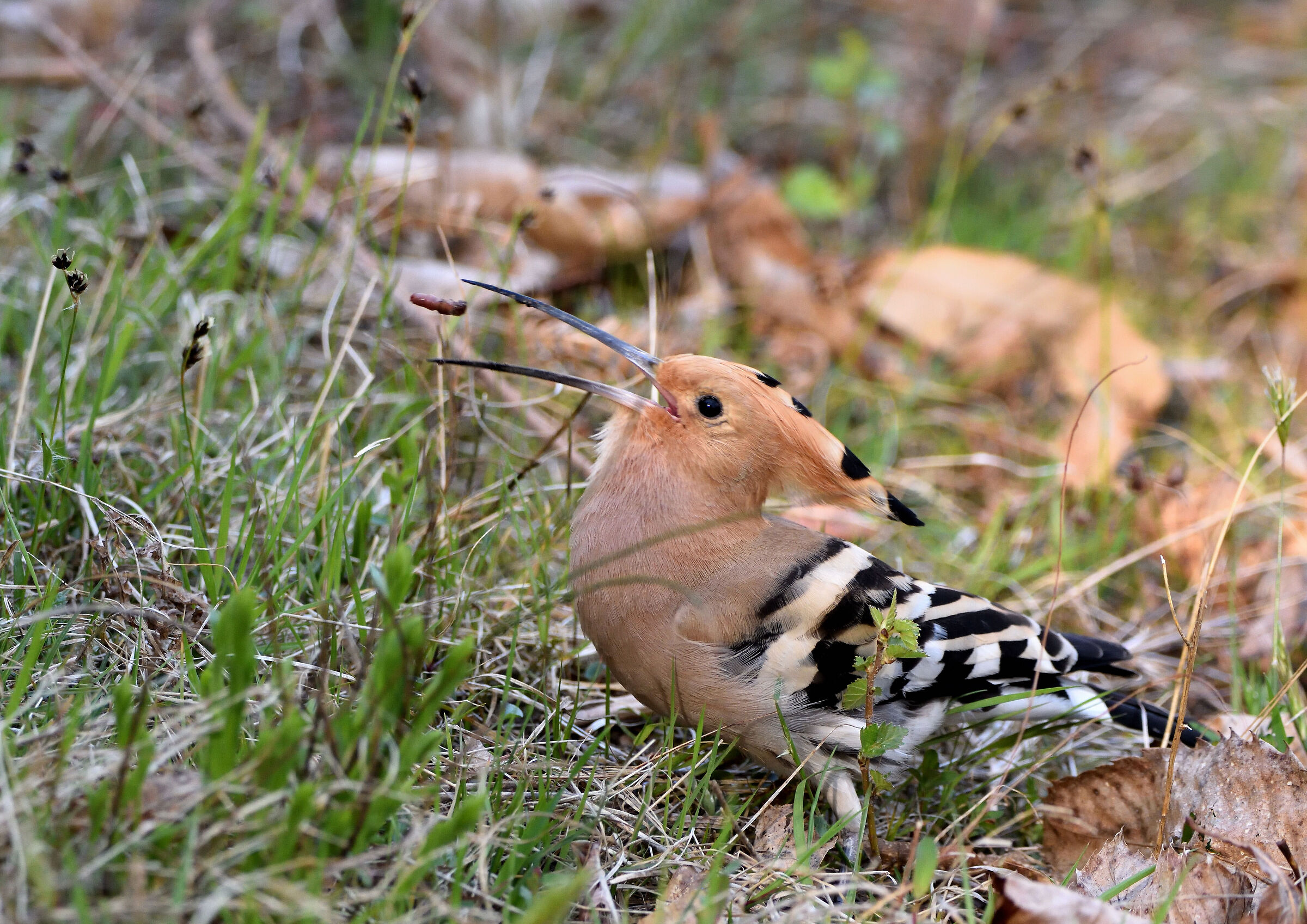 Enjoy your meal............ HOOPOE