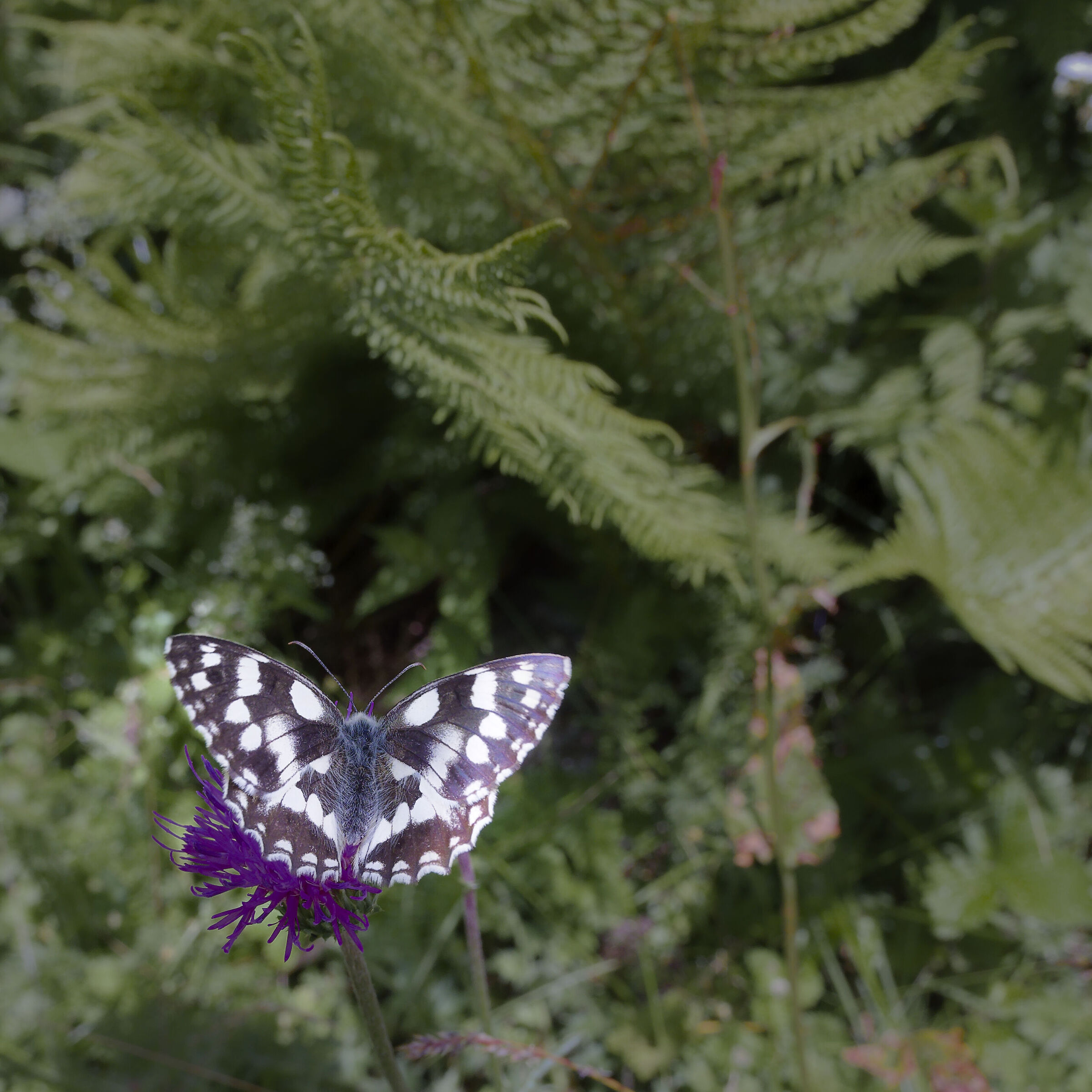 Galatea (Melanargia galathea)