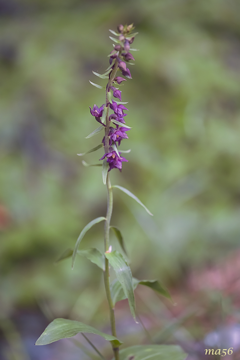 Purplish helleborine