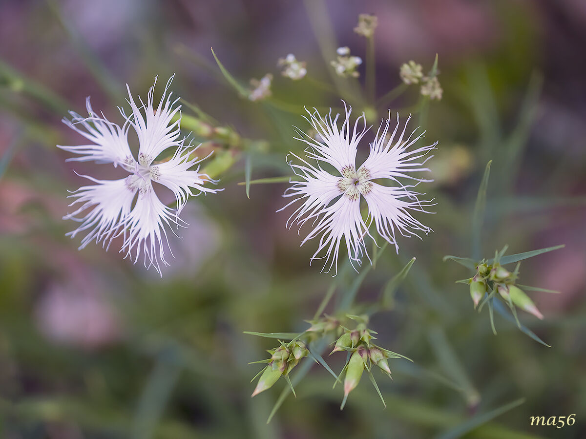 Dianthus